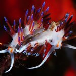 Quello che non ti aspetti dal mar Mediterraneo