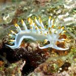 TU ES CE QUE TU MANGES