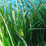 Die Posidonia ist keine Alge!!!