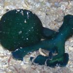 Fantastische Tiere und wo man sie findet – Scuba-Diving-Version – Die Bonellia viridis