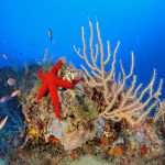 Fantastische Tiere und wo man sie findet – Version Scuba Diving