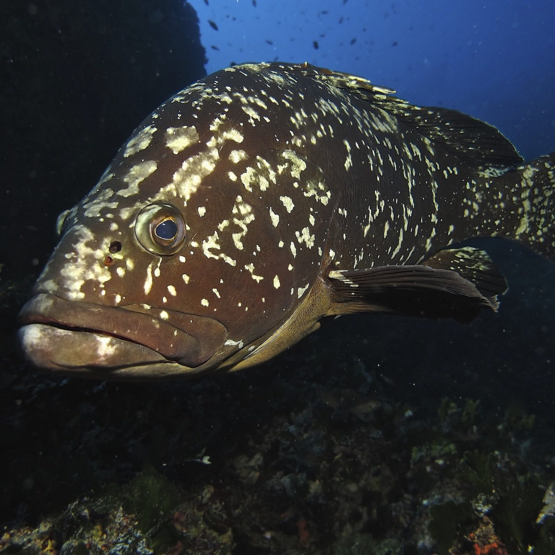Cernia bruna in primo piano lungo una parete rocciosa ricca di vita marina
