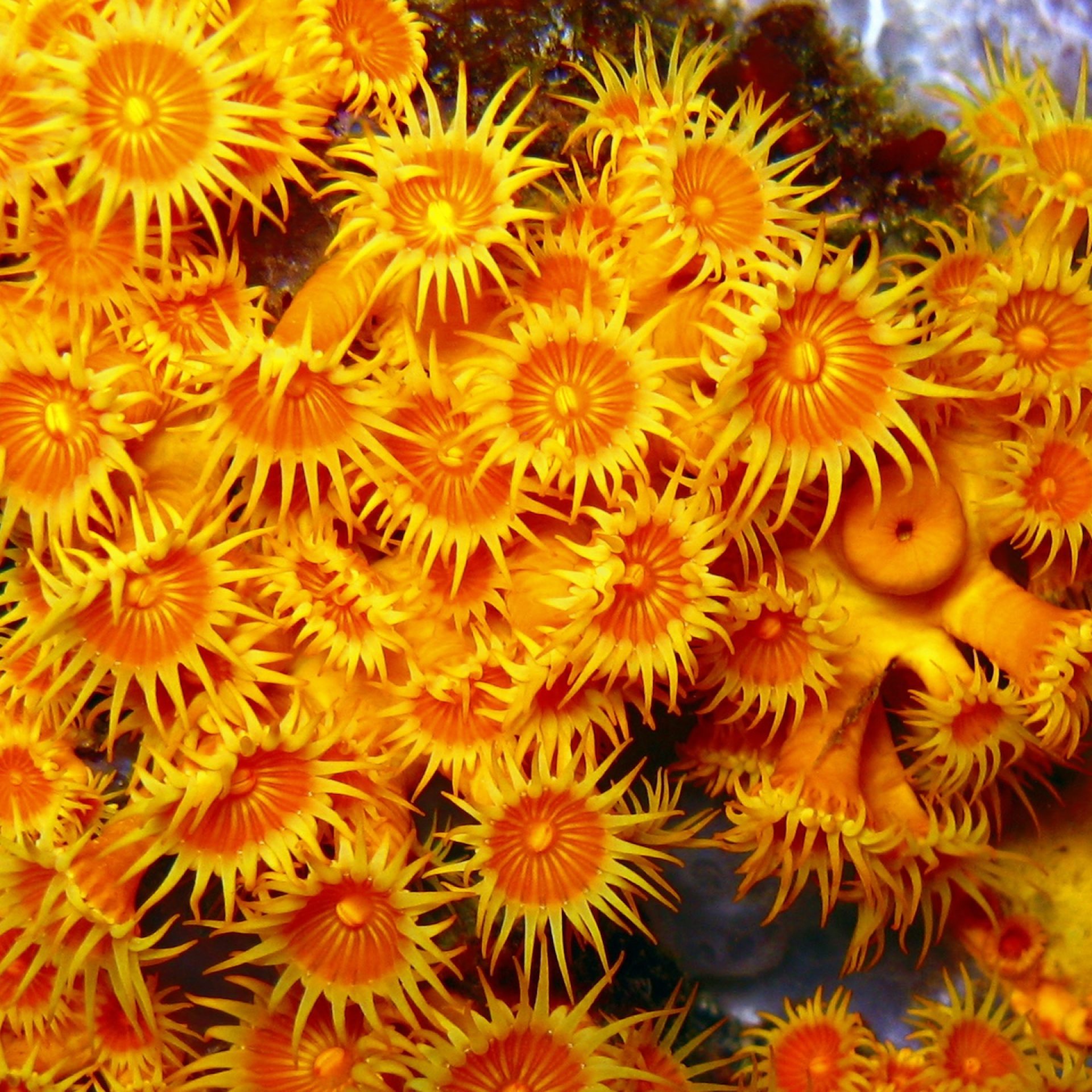 Parazoanthus giallo con polipi aperti su parete rocciosa