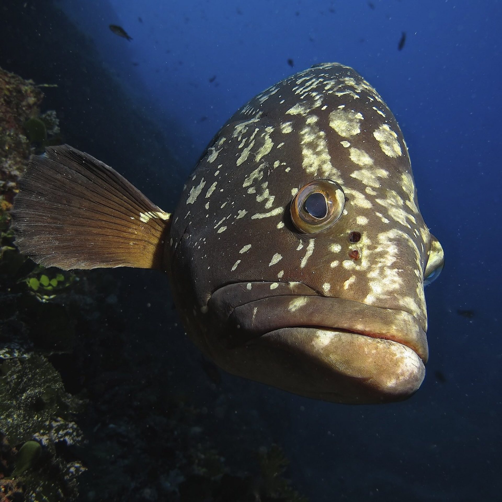 Cernia bruna in primo piano lungo una parete rocciosa ricca di vita marina