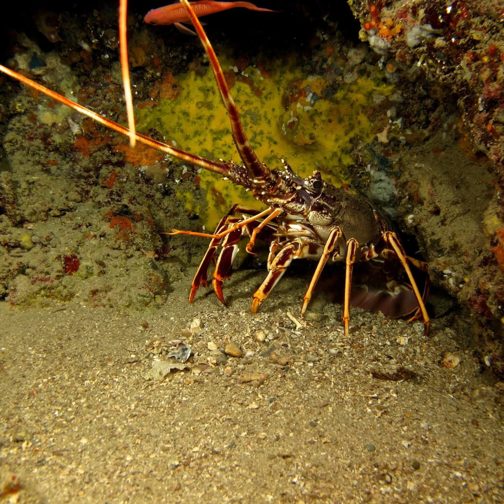 Aragosta nascosta in una tana rocciosa, sul fondale sabbioso durante un’immersione subacquea all'Isola d'Elba