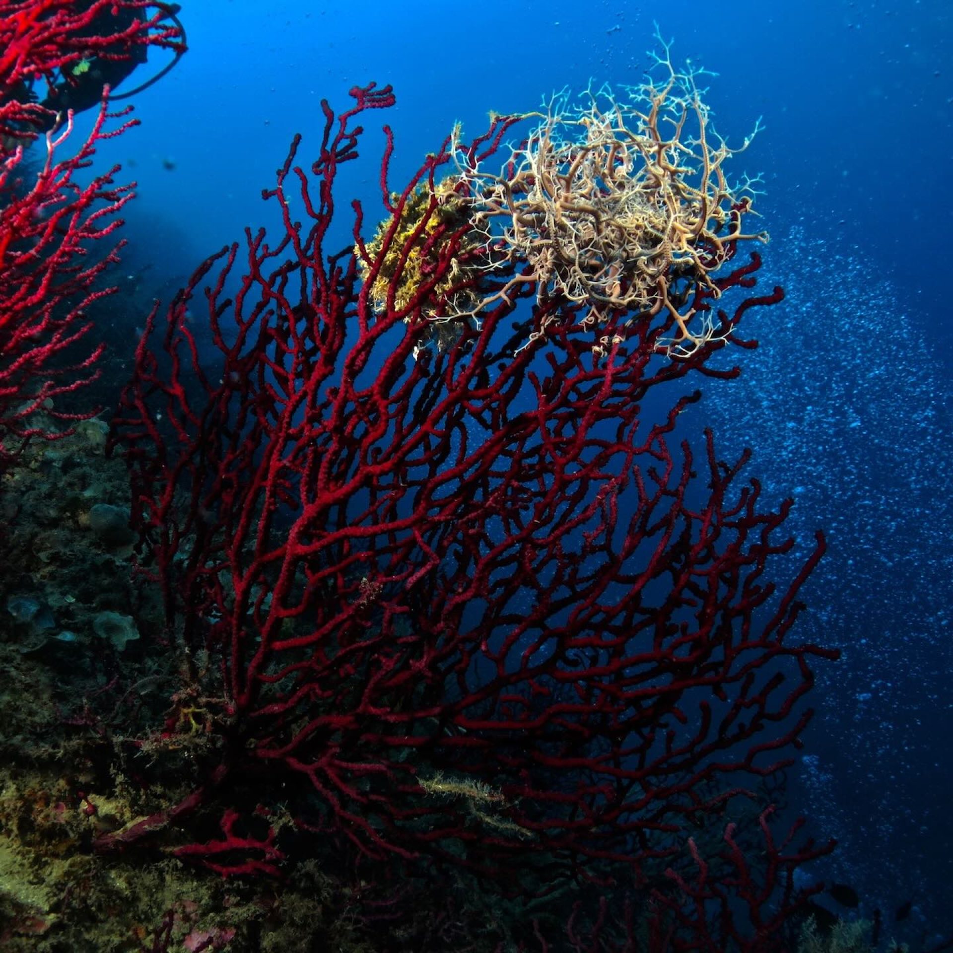 Gorgonia rossa sul fondale roccioso con Astrospartus Mediterraneus