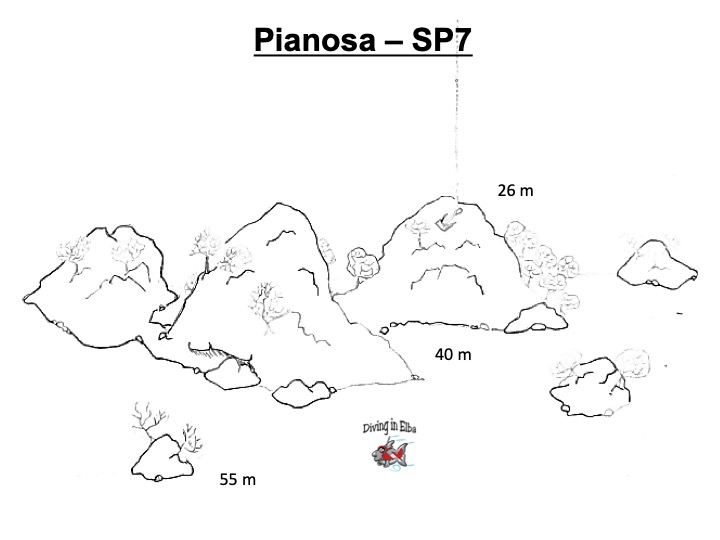 Schema illustrato del sito di immersione Boa 7 di Pianosa