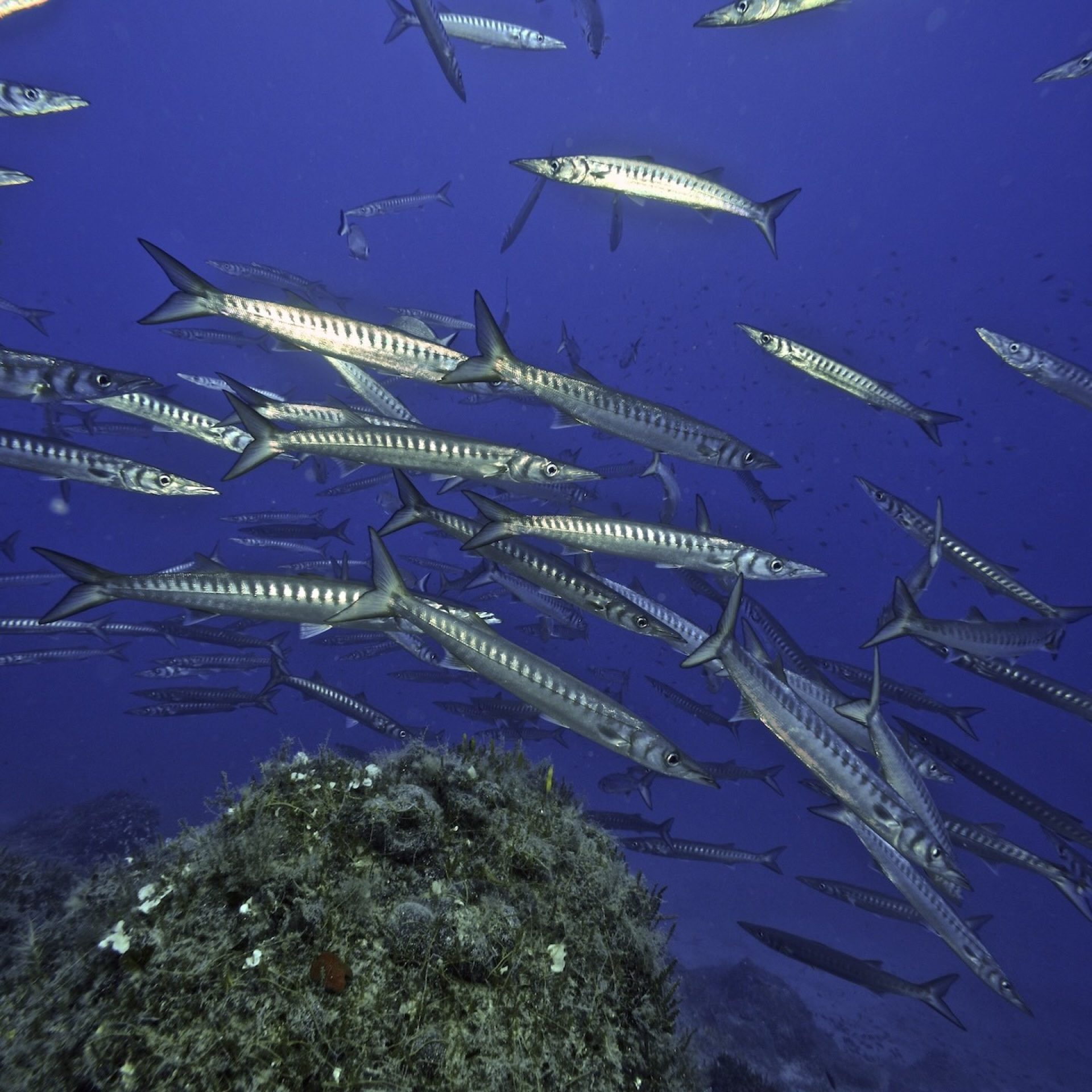 Banco di barracuda che nuota sopra una secca rocciosa nei fondali dell’Isola d’Elba