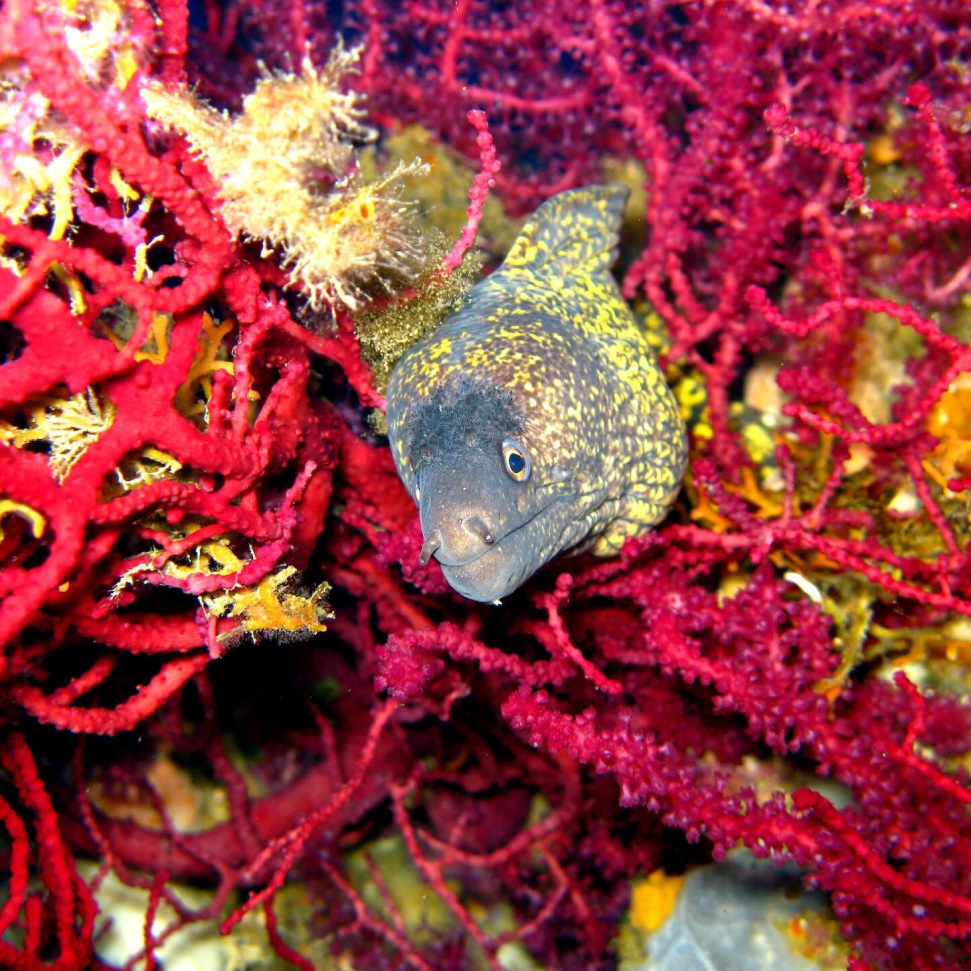 Murena mediterranea nascosta tra gorgonie rosse e spugne colorate dei fondali dell’Isola d’Elba