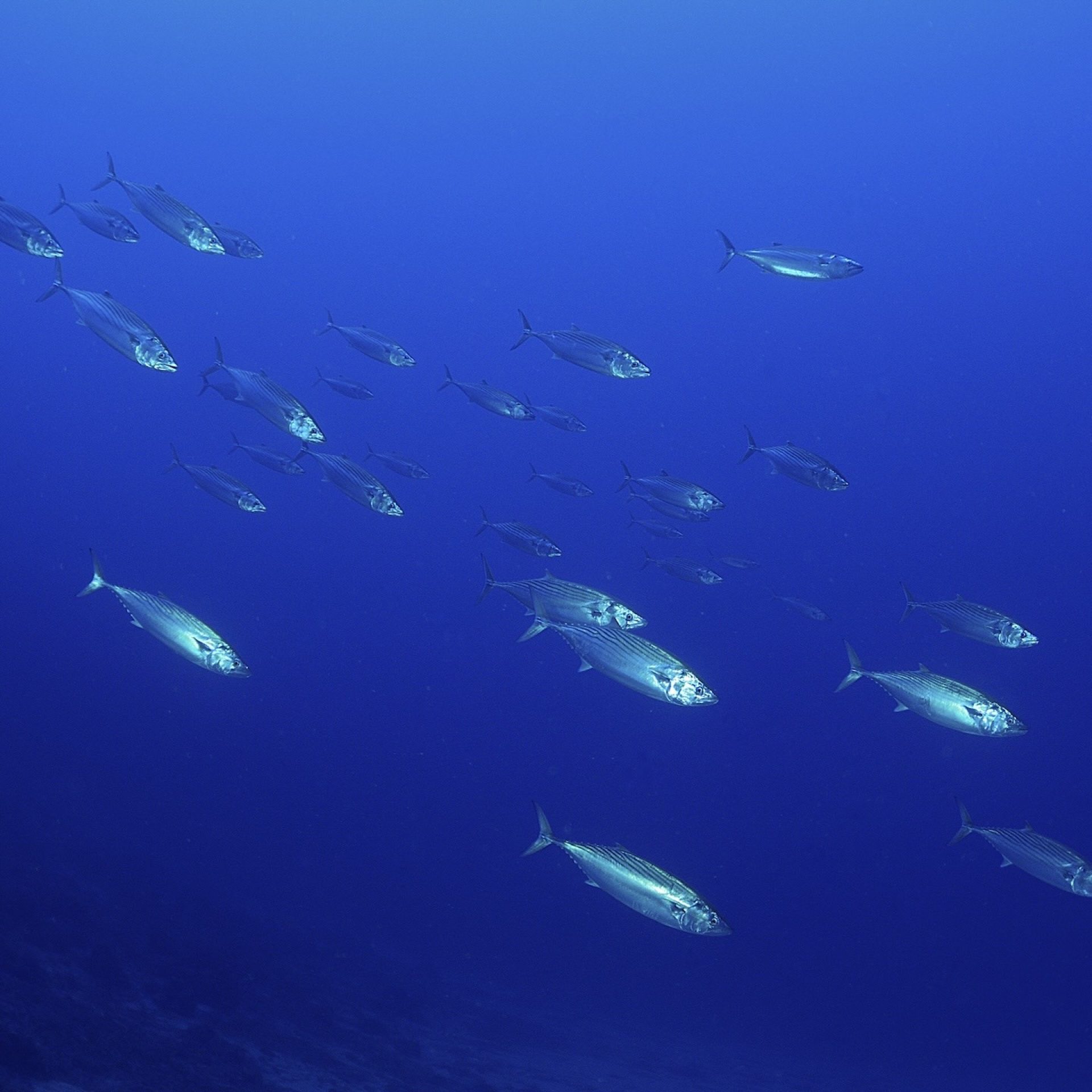 Palamite durante un’immersione nei fondali dell’Isola d’Elba