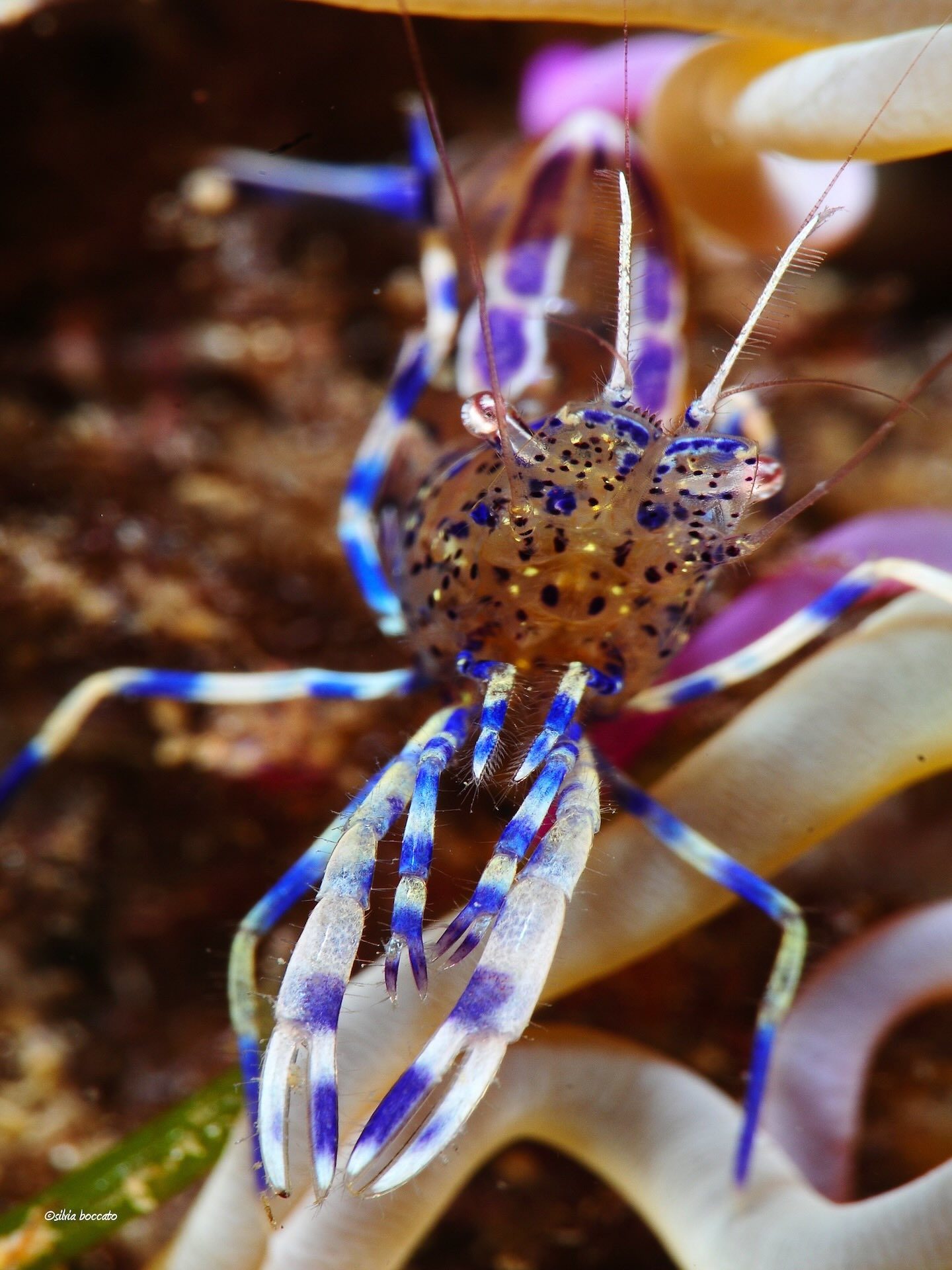 Gambero mediterraneo in macro tra i tentacoli di un anemone
