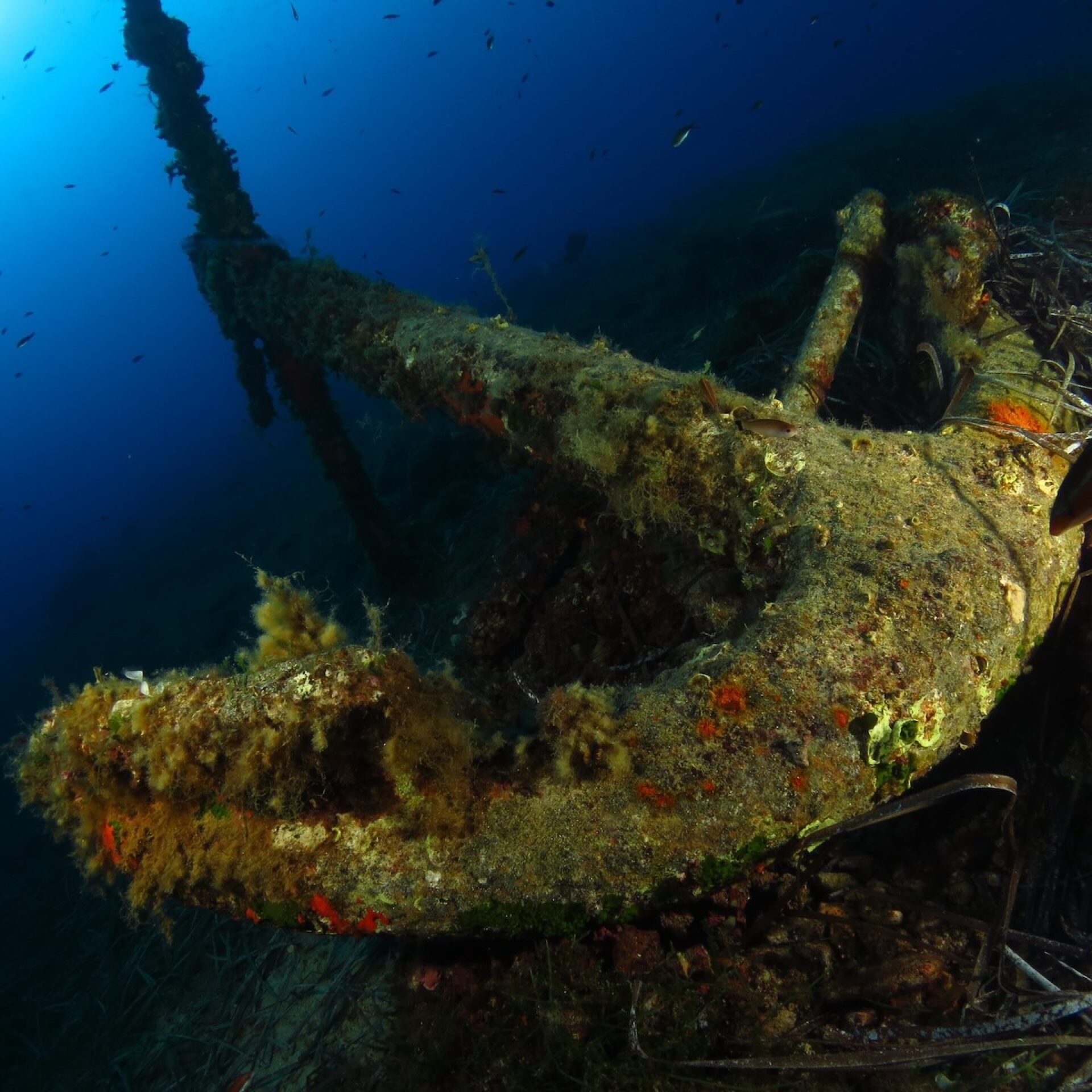 Ancora sommersa sul fondale marino, ricoperta di alghe e incrostazioni, in un sito di immersione all’Isola d’Elba