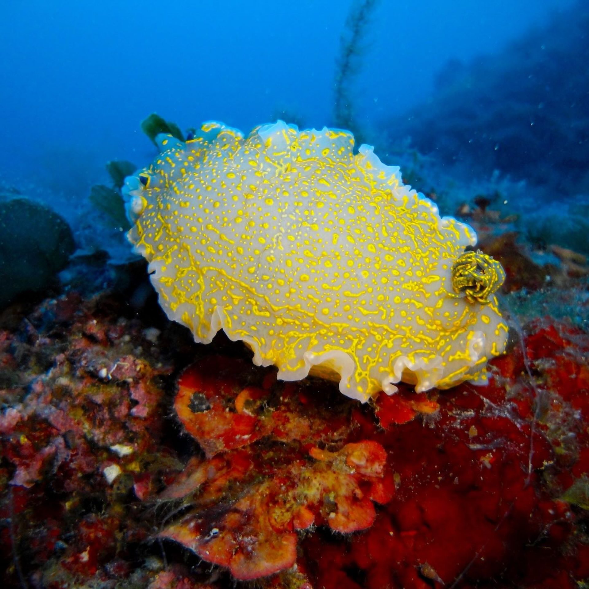 Nudibranco doride giallo su fondale roccioso