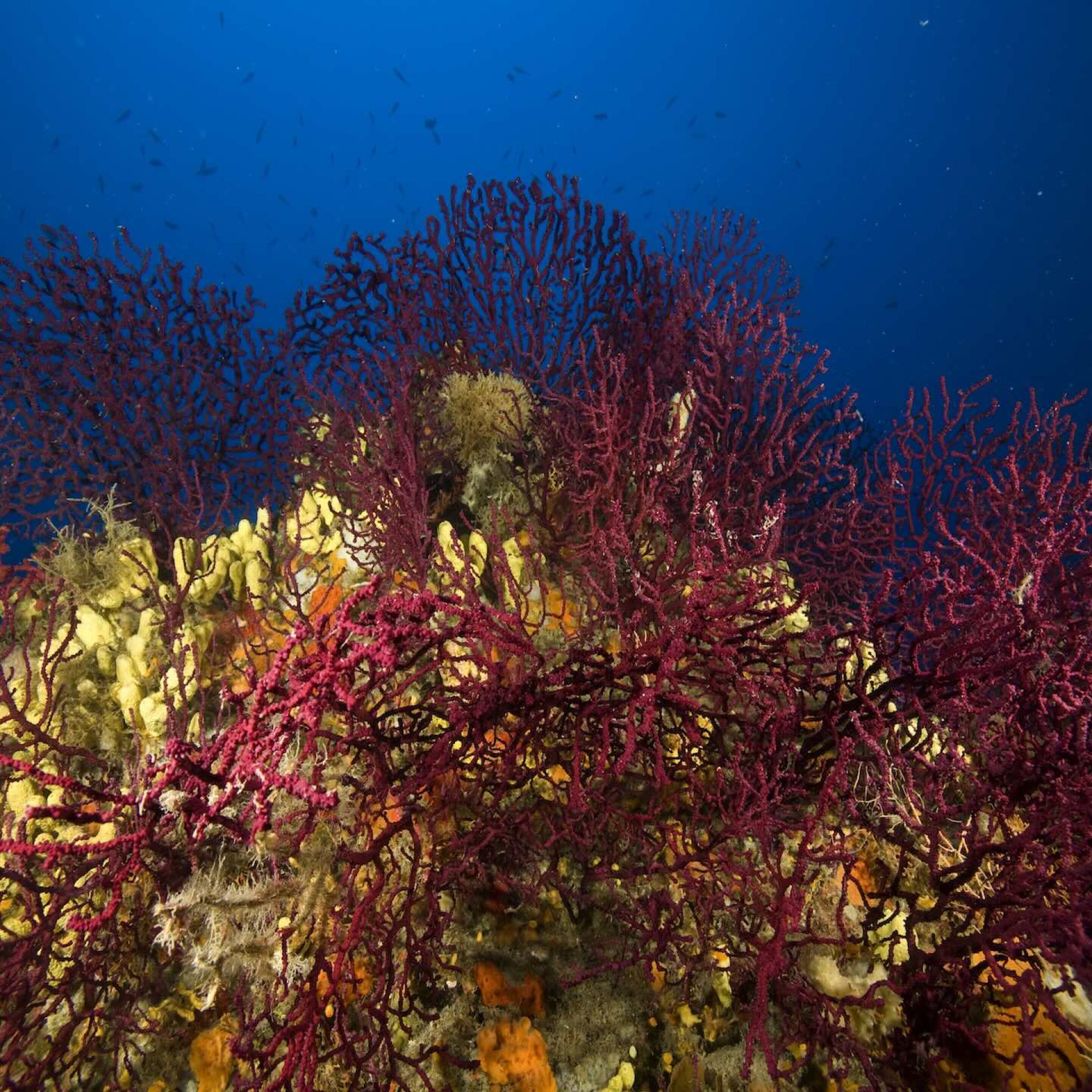 Gorgonie rosse su fondale roccioso, con spugne gialle e arancioni