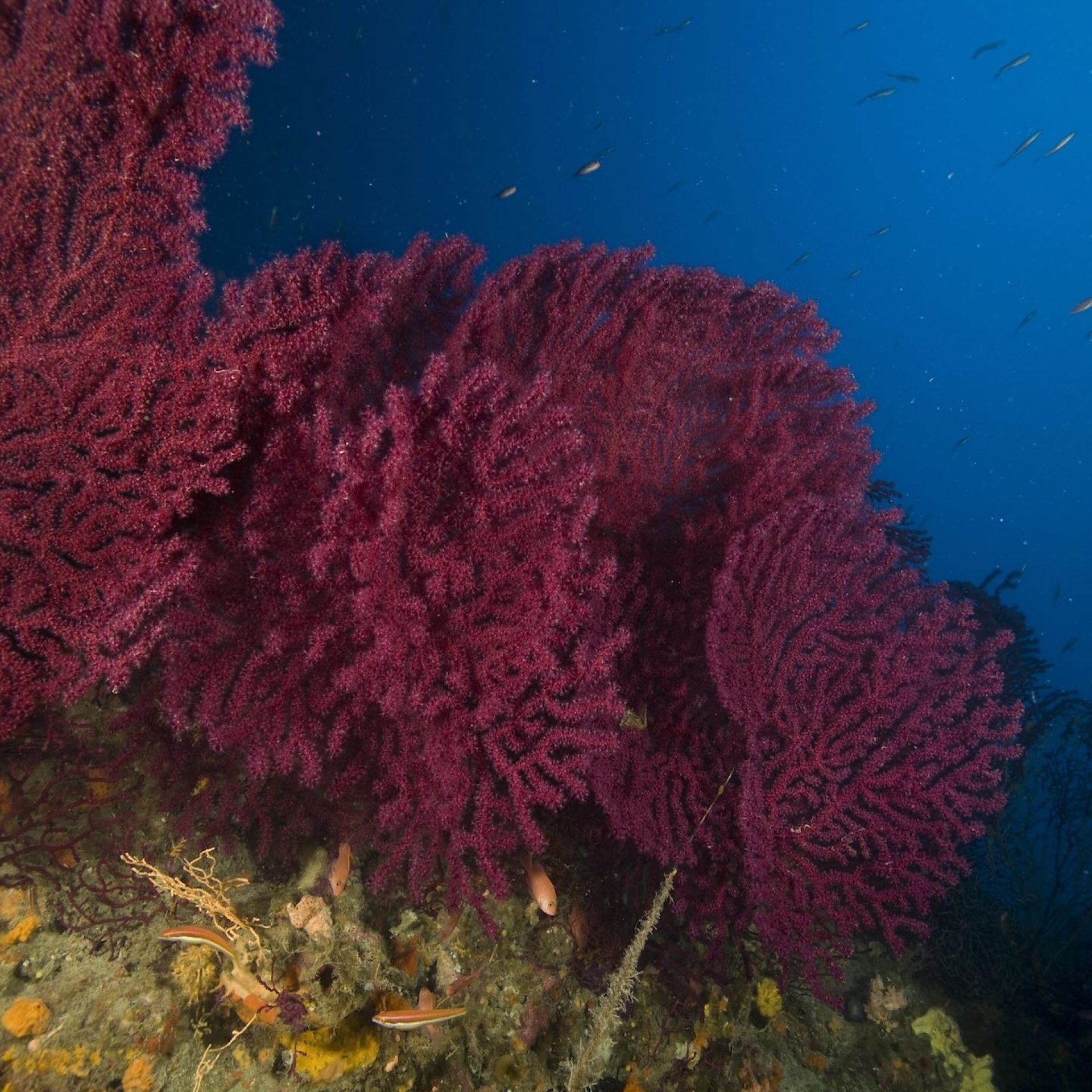 Gorgonie rosse su parete rocciosa in acque blu