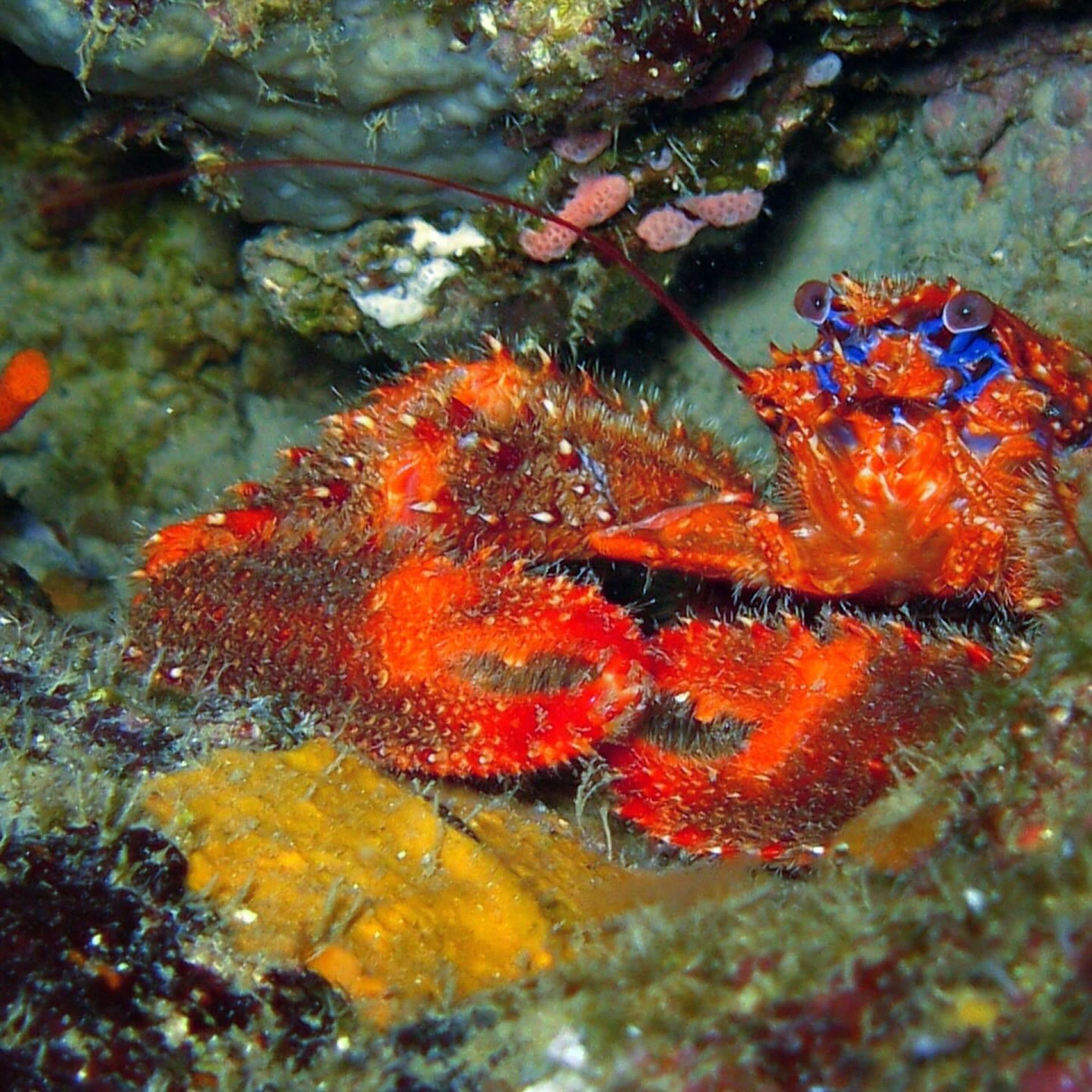 Galatea rossa tra le rocce del fondale con livrea dai colori vivaci