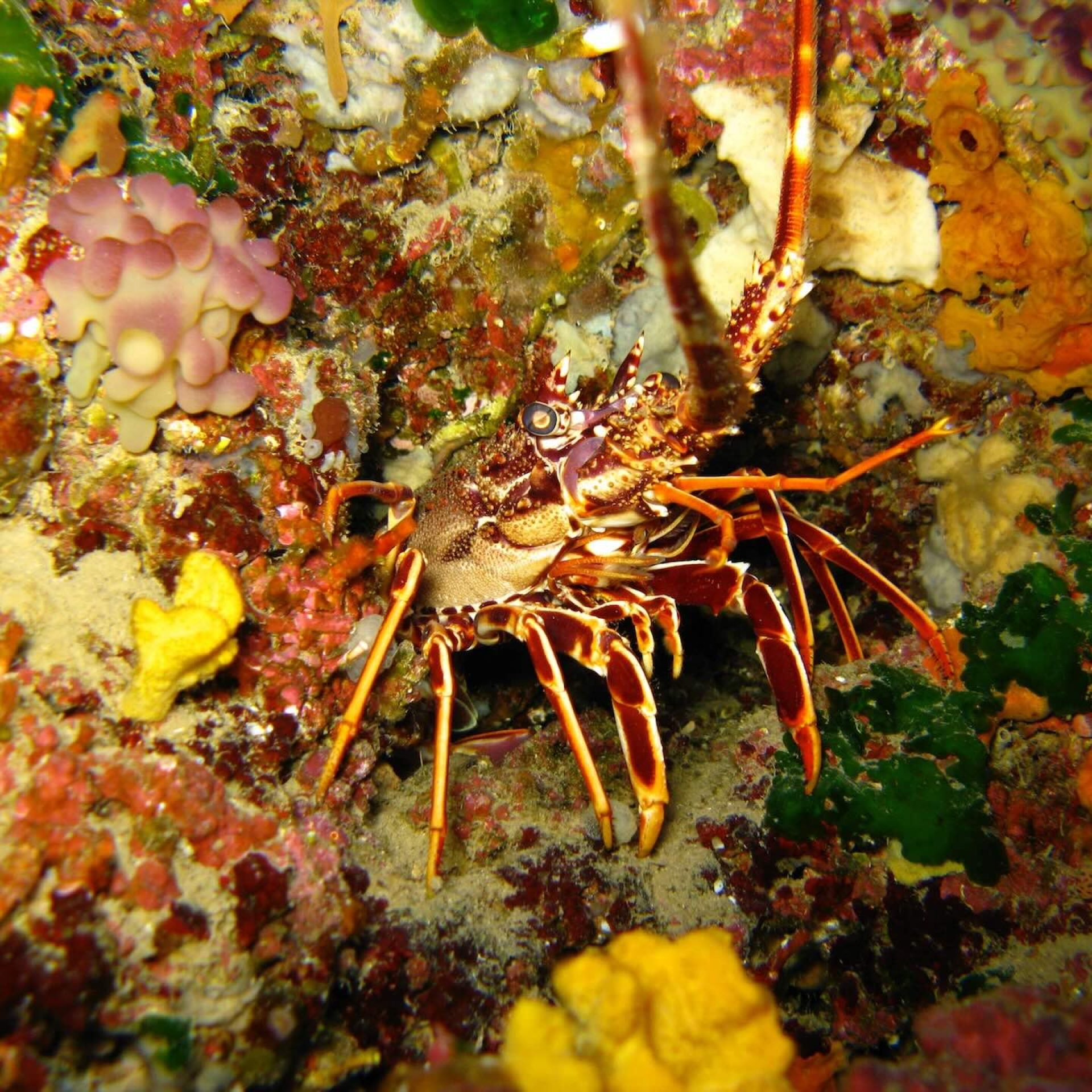 Aragosta mediterranea tra le rocce e le spugne colorate dei fondali dell’Isola d’Elba