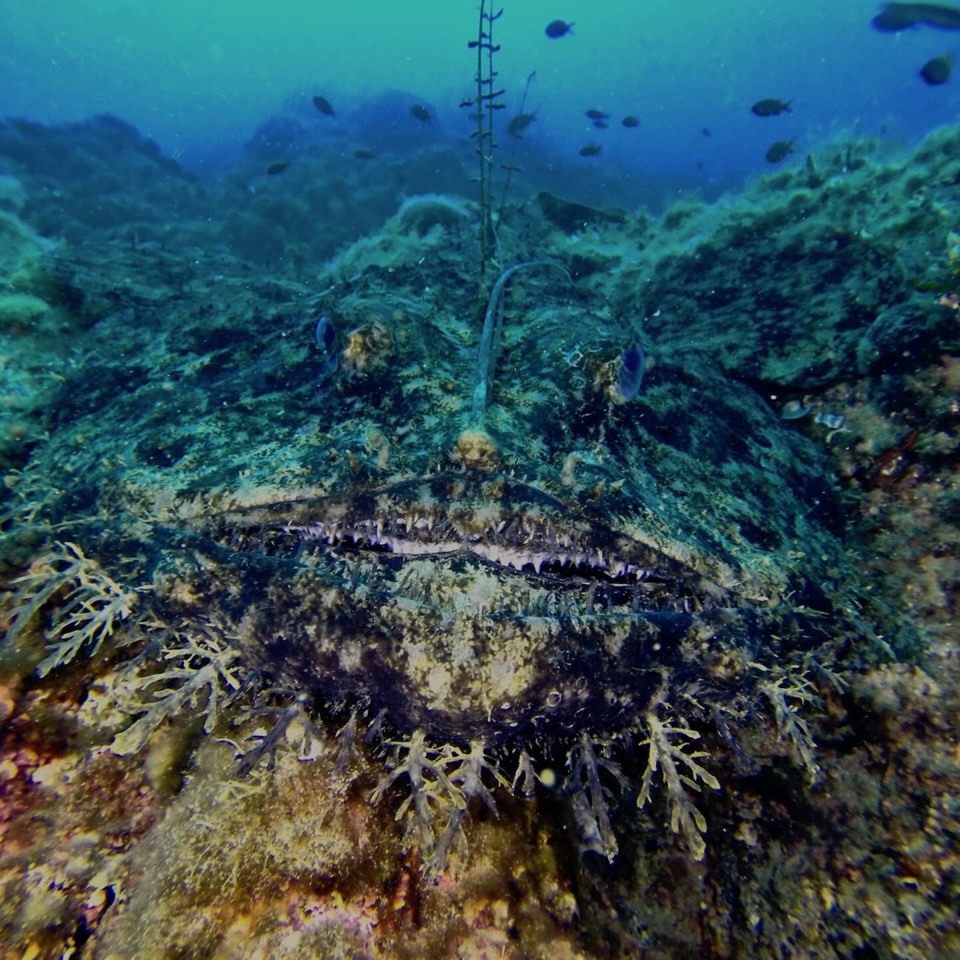 Rana pescatrice mimetizzata sul fondale