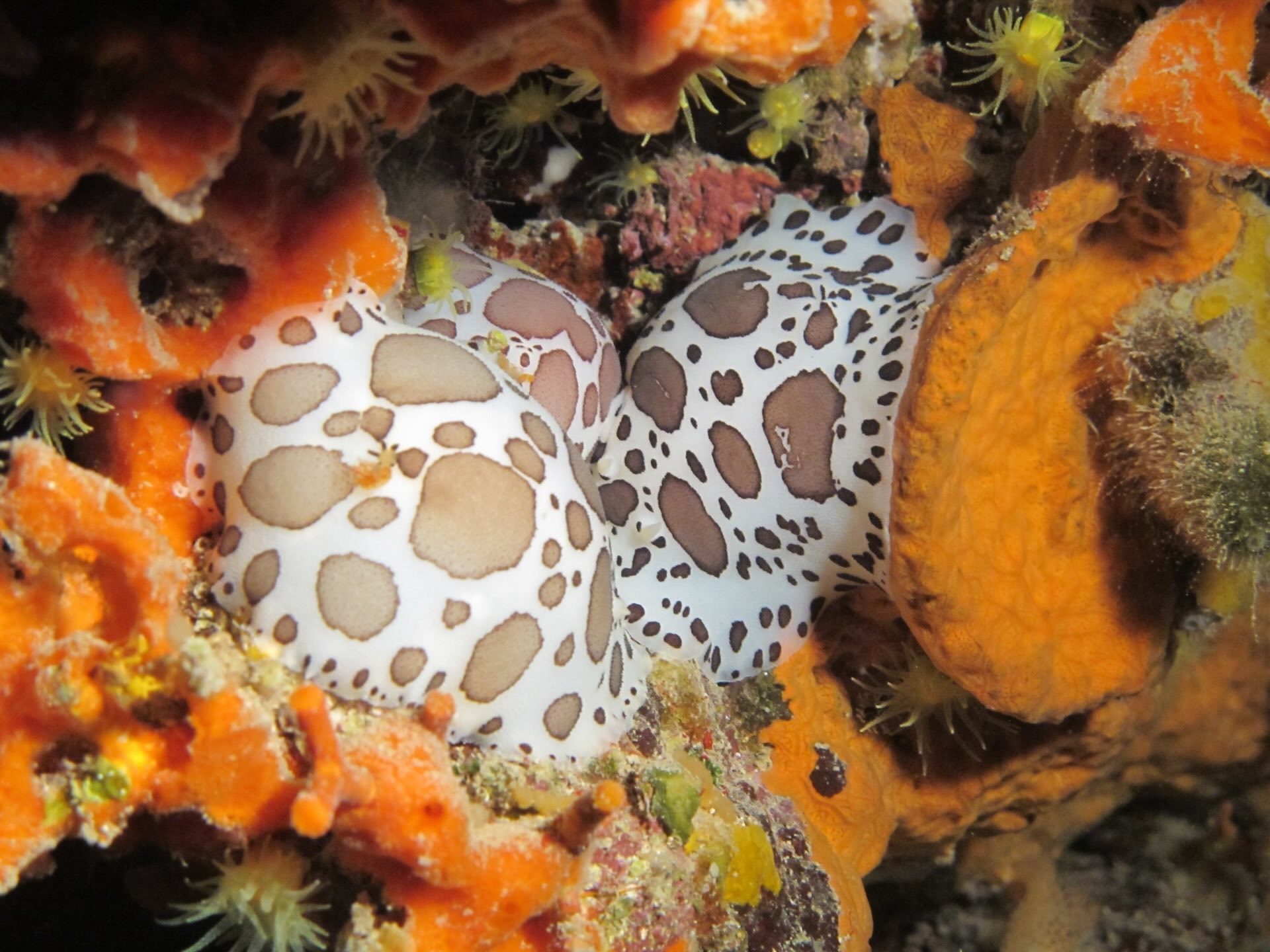 Nudibranco leopardo nascosto tra spugne