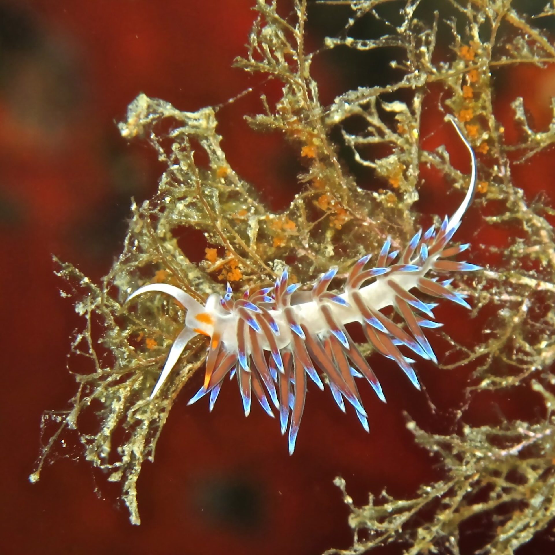 Nudibranco Flabellina affinis con cerata blu e arancioni