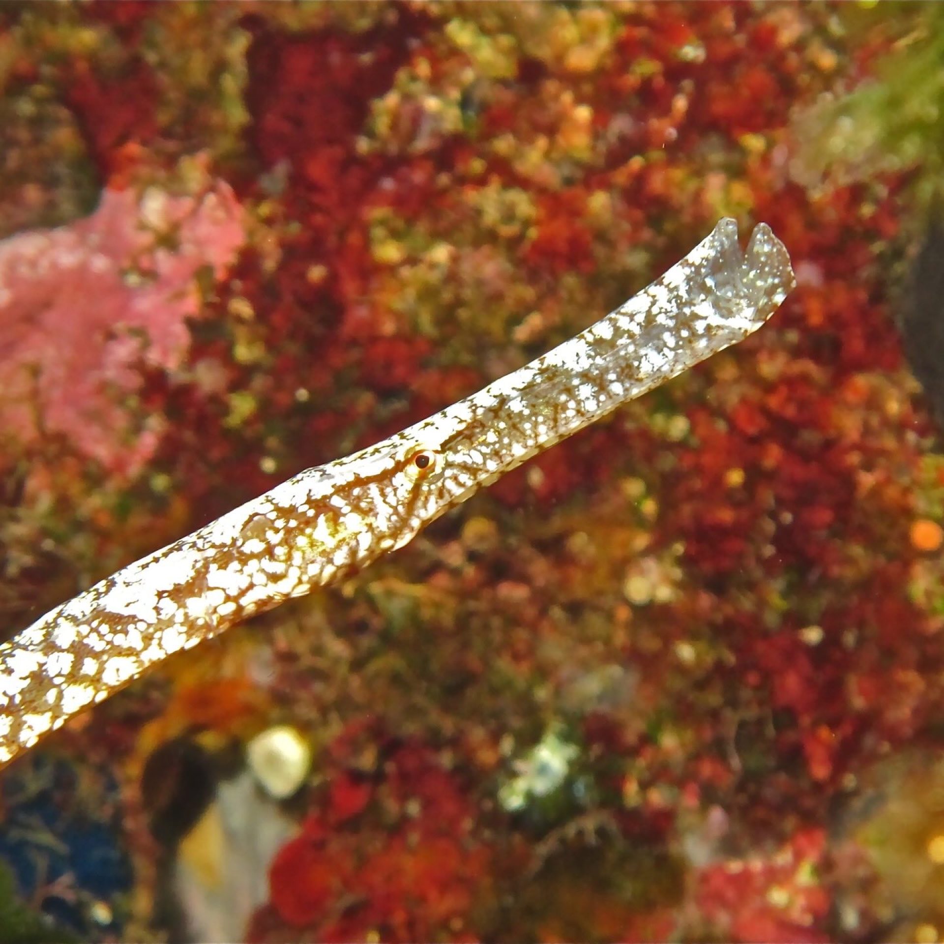 Pesce ago in primo piano su parete rocciosa