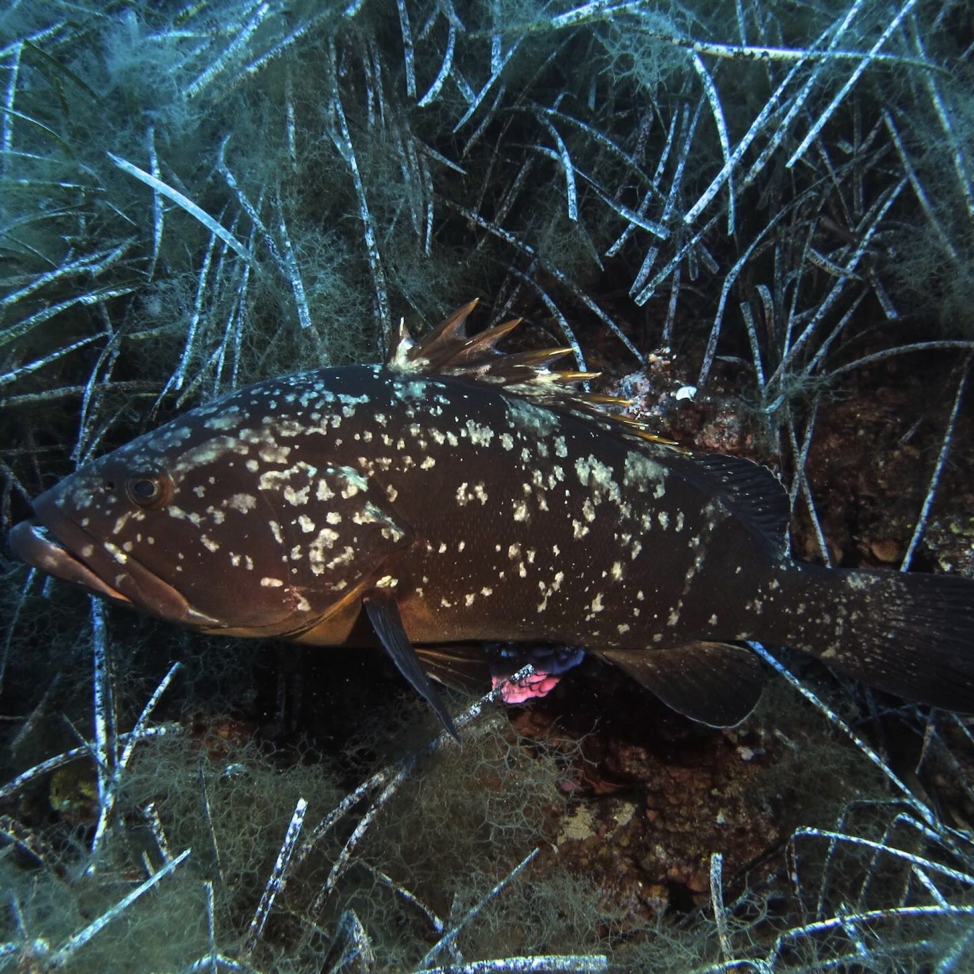 Cernia bruna sul fondale roccioso tra alghe e posidonia
