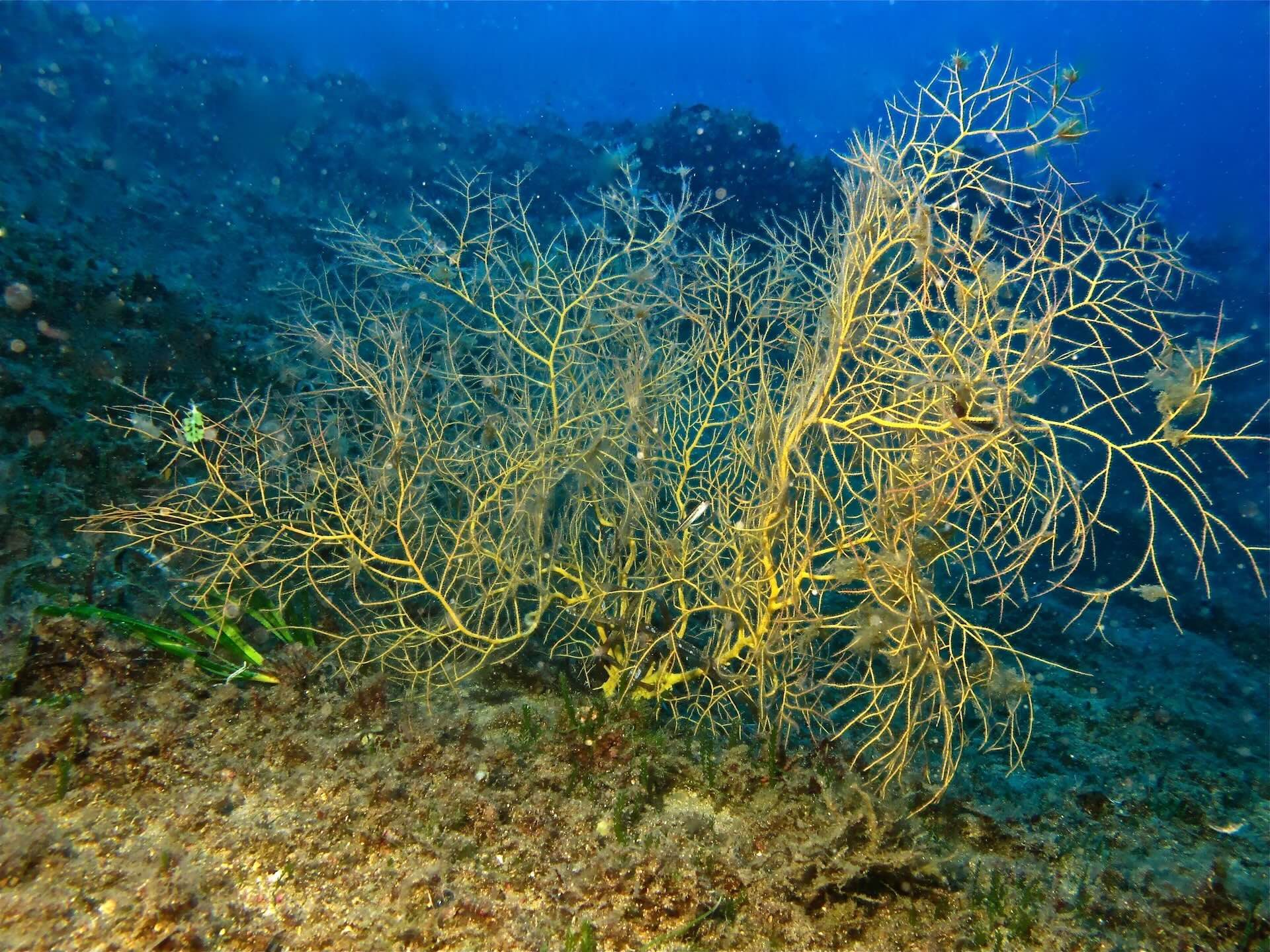 Gorgonia gialla ramificata su fondale roccioso