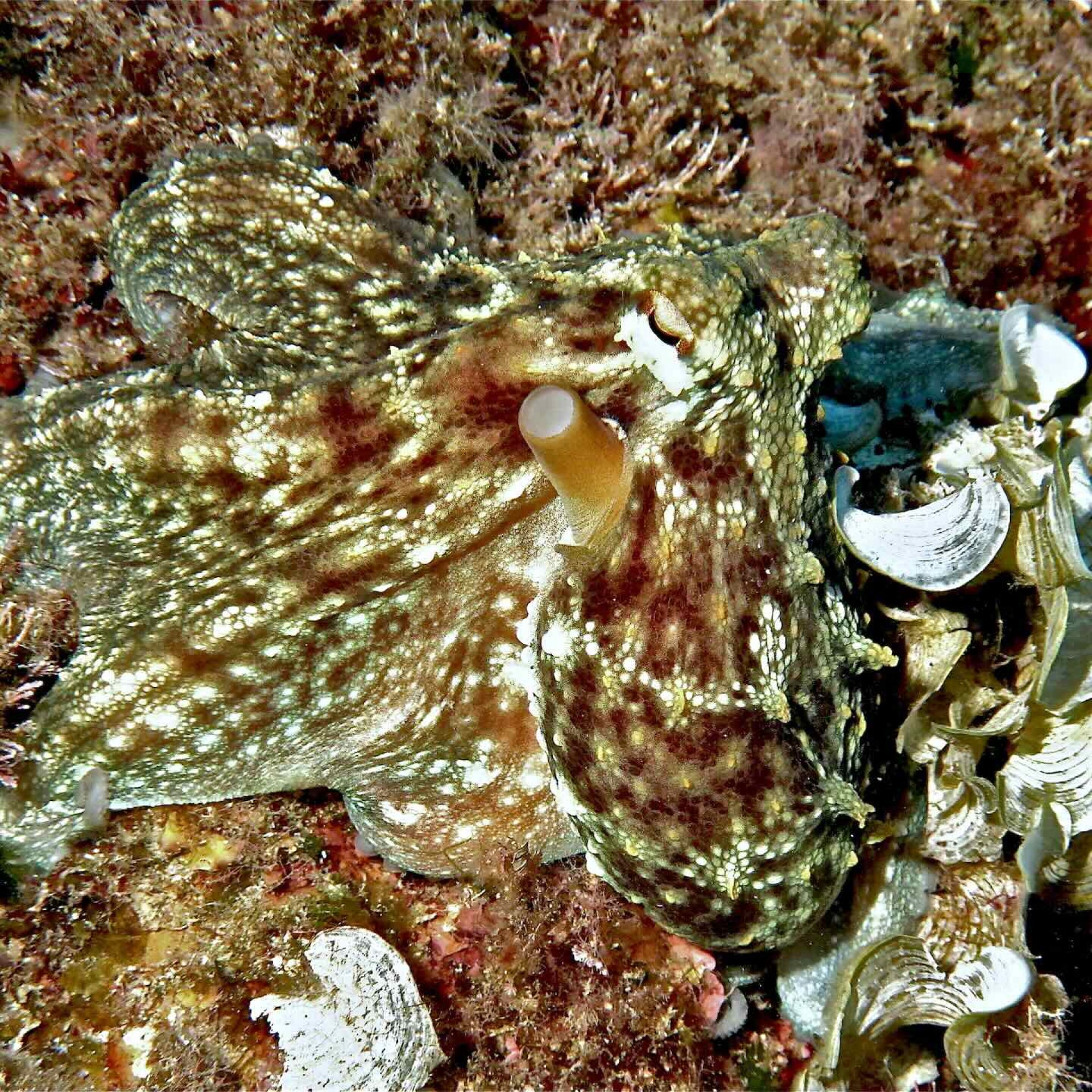 Polpo mimetizzato sul fondale roccioso