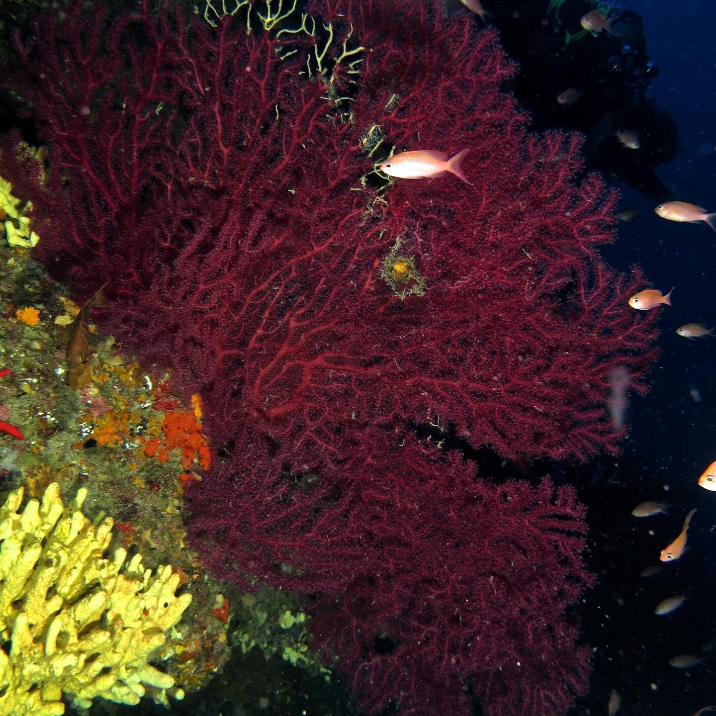Gorgonia rossa con anthias e piccoli pesci in nuoto sullo sfondo blu