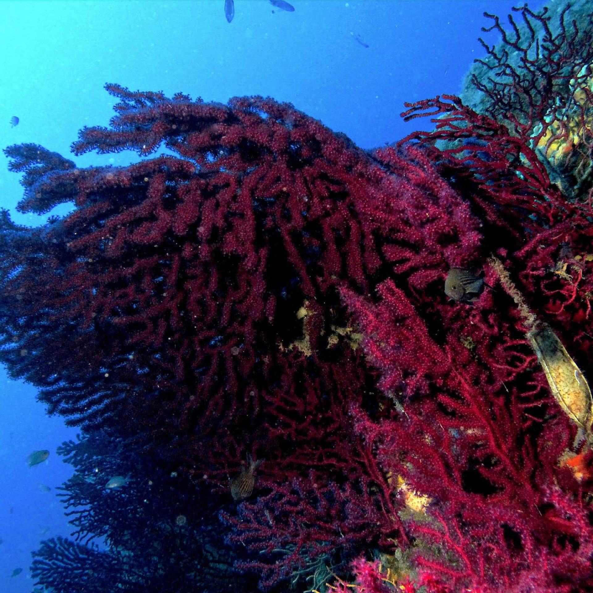 Gorgonia rossa (Paramuricea clavata) su parete rocciosa