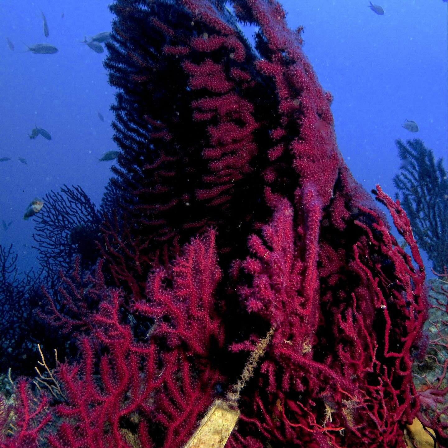 Grande gorgonia rossa che si sviluppa in verticale sulla parete