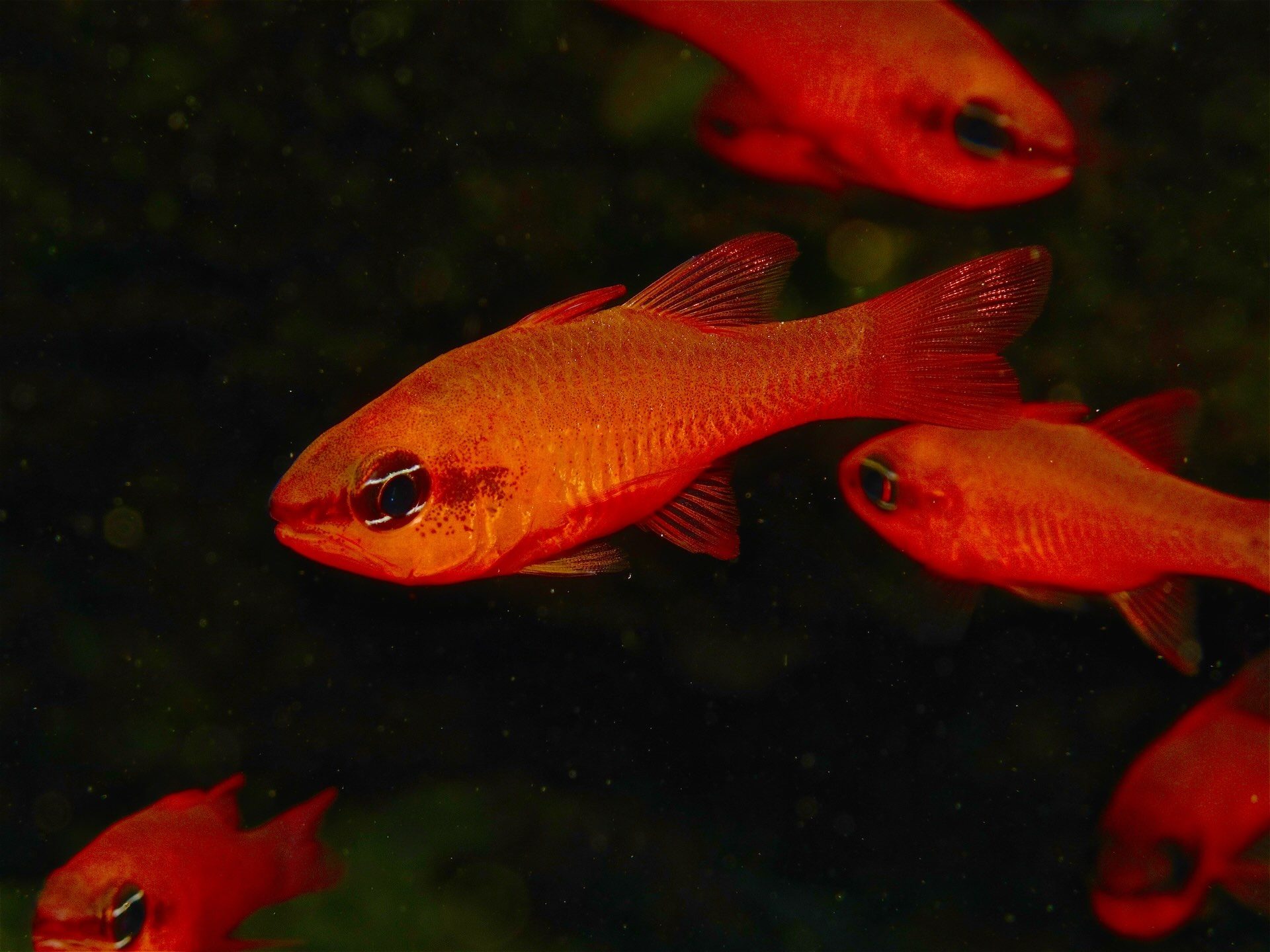 Banco di castagnole rosse (Apogon imberbis) illuminate nel buio del fondale