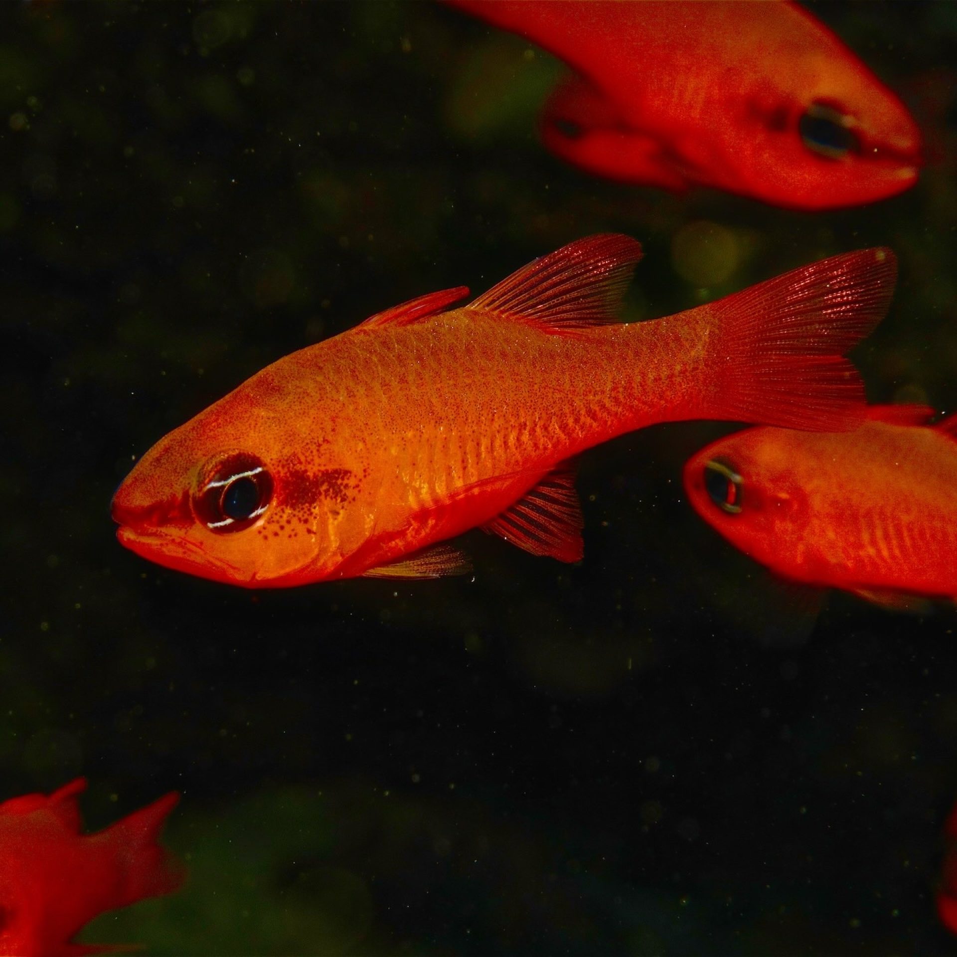 Banco di castagnole rosse (Apogon imberbis) illuminate nel buio del fondale