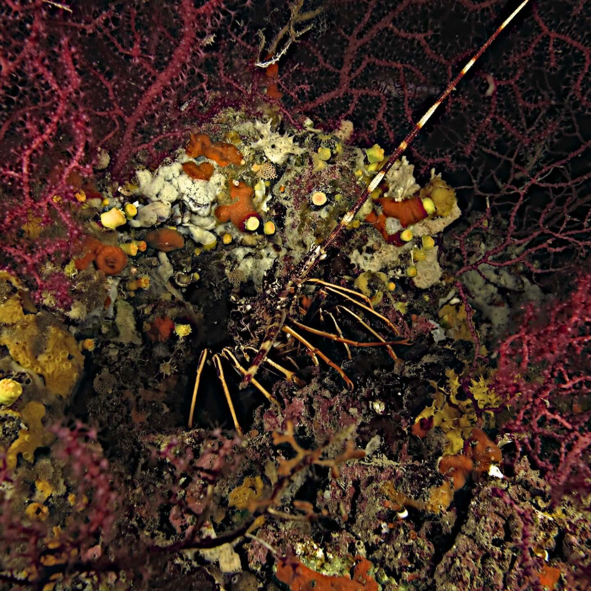 Aragosta tra gorgonie e spugne colorate, mimetizzata nel fondale roccioso
