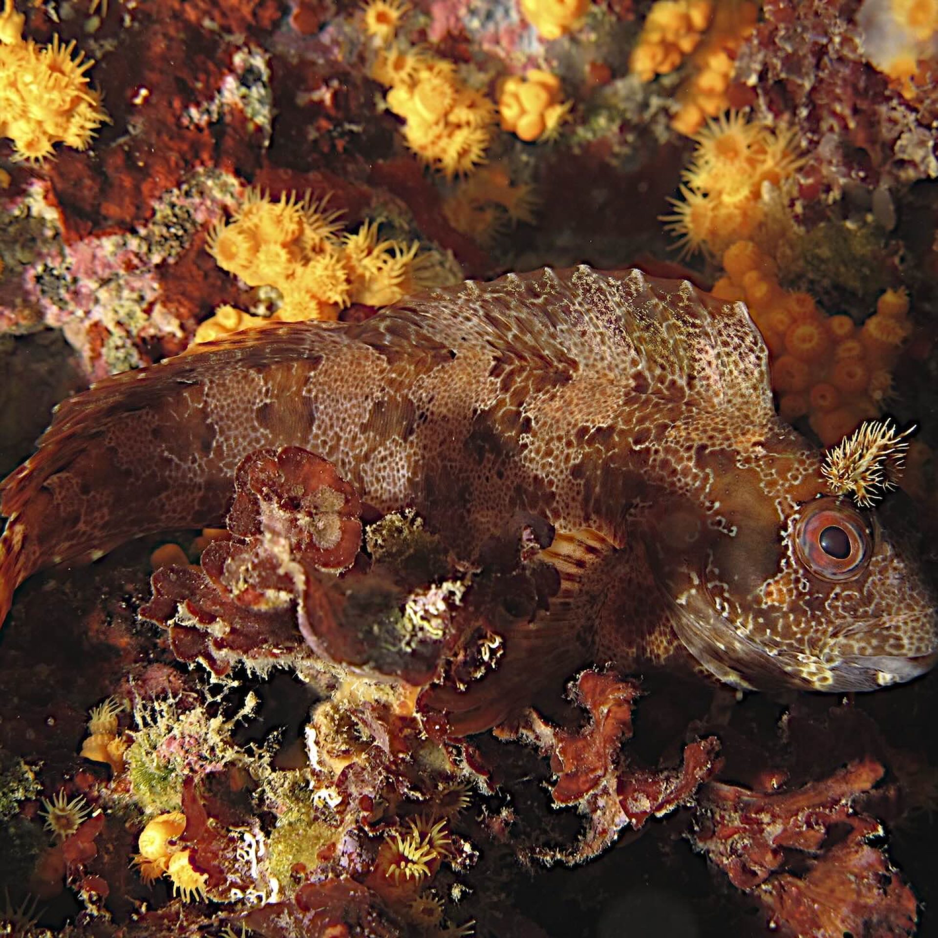 Scorfano nero mimetizzato tra coralli gialli sul fondale roccioso