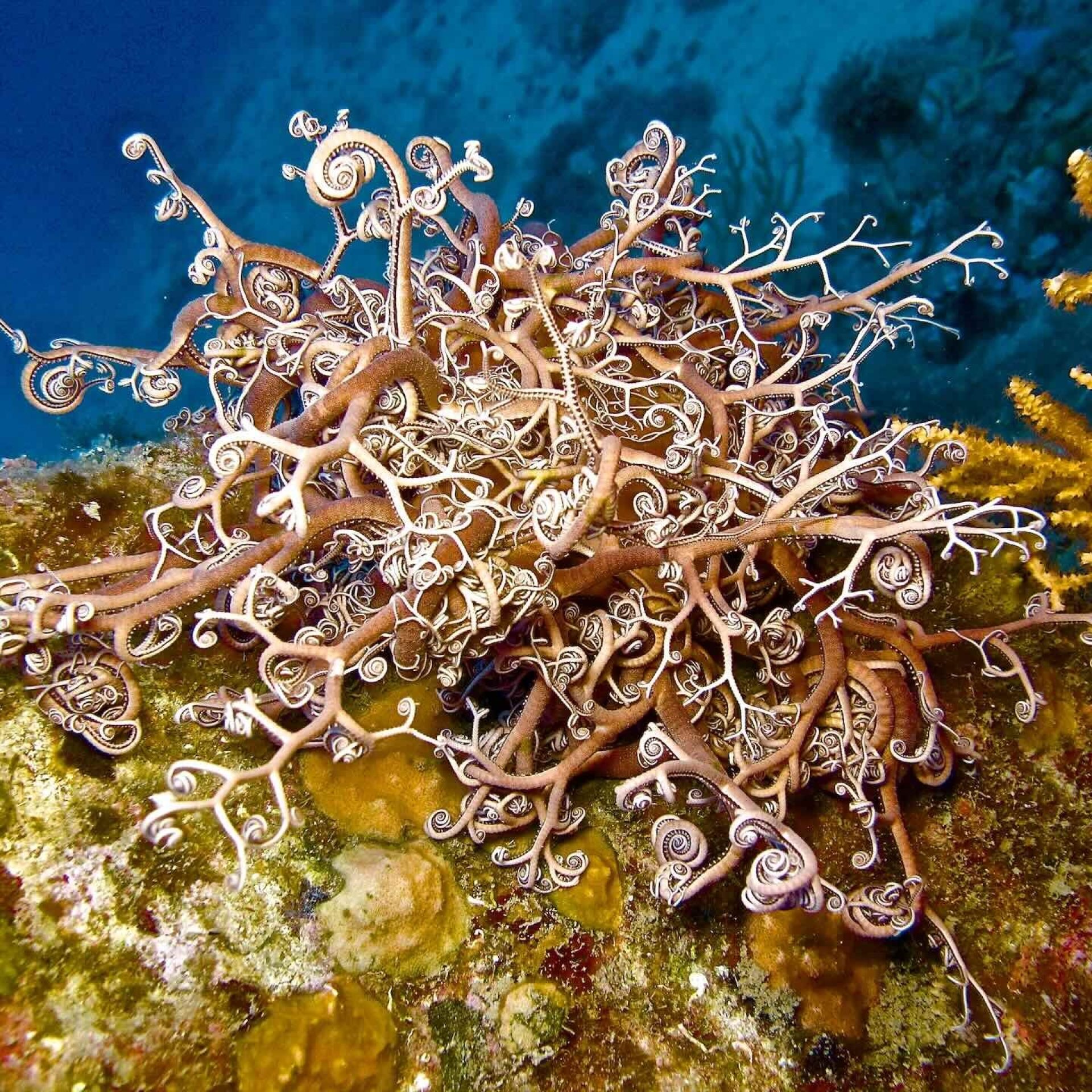 Astrospartus Mediterraneus arrampicate su parete rocciosa, dettagli dei bracci arrotolati