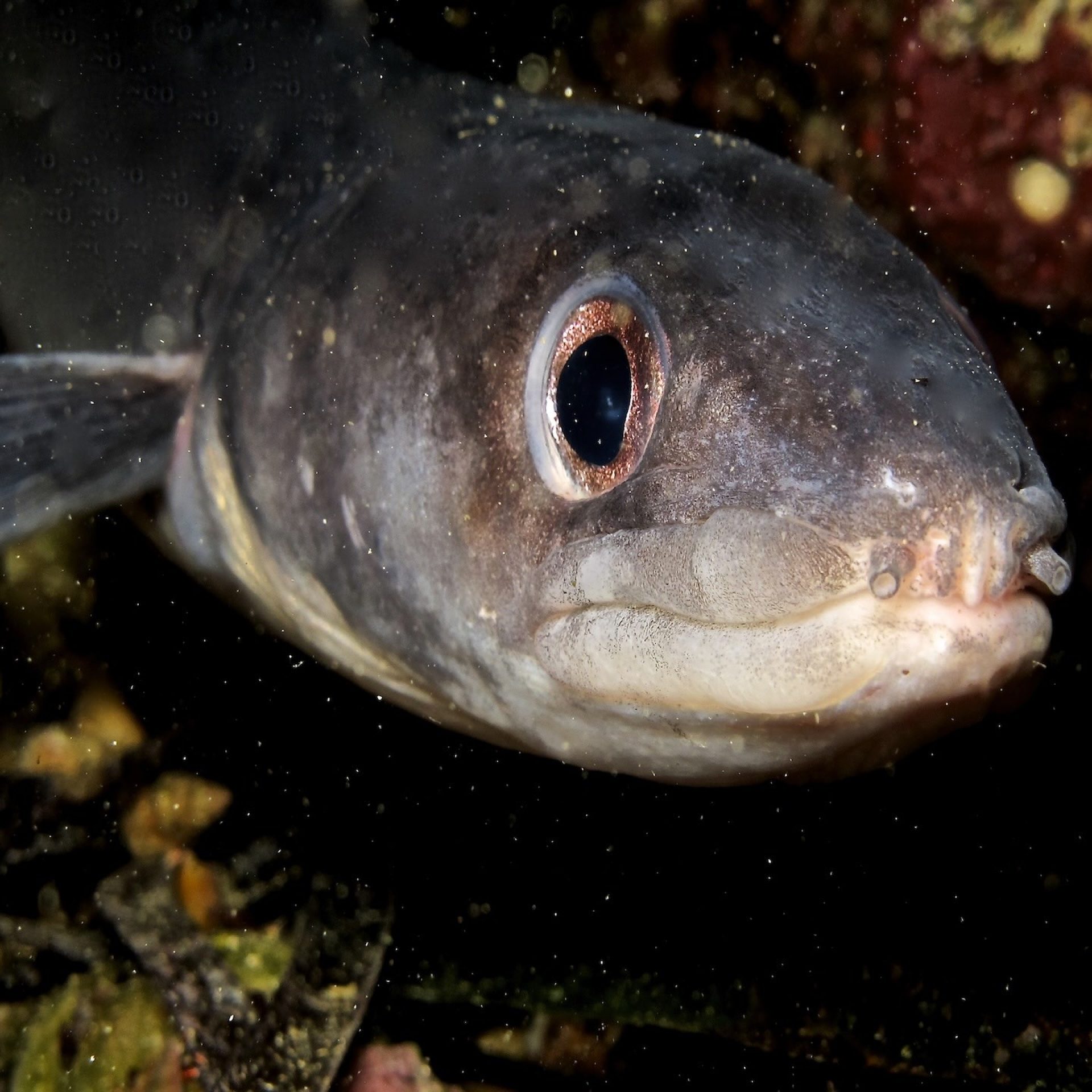 Pesce in primo piano tra le rocce del fondale
