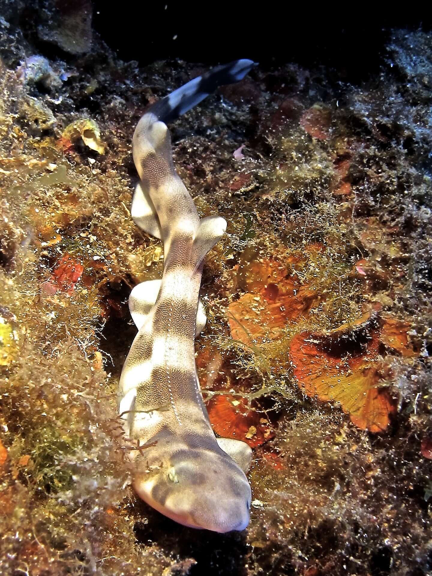 Pesce Gattuccio sul fondale roccioso, mimetizzato tra alghe e incrostazioni marine