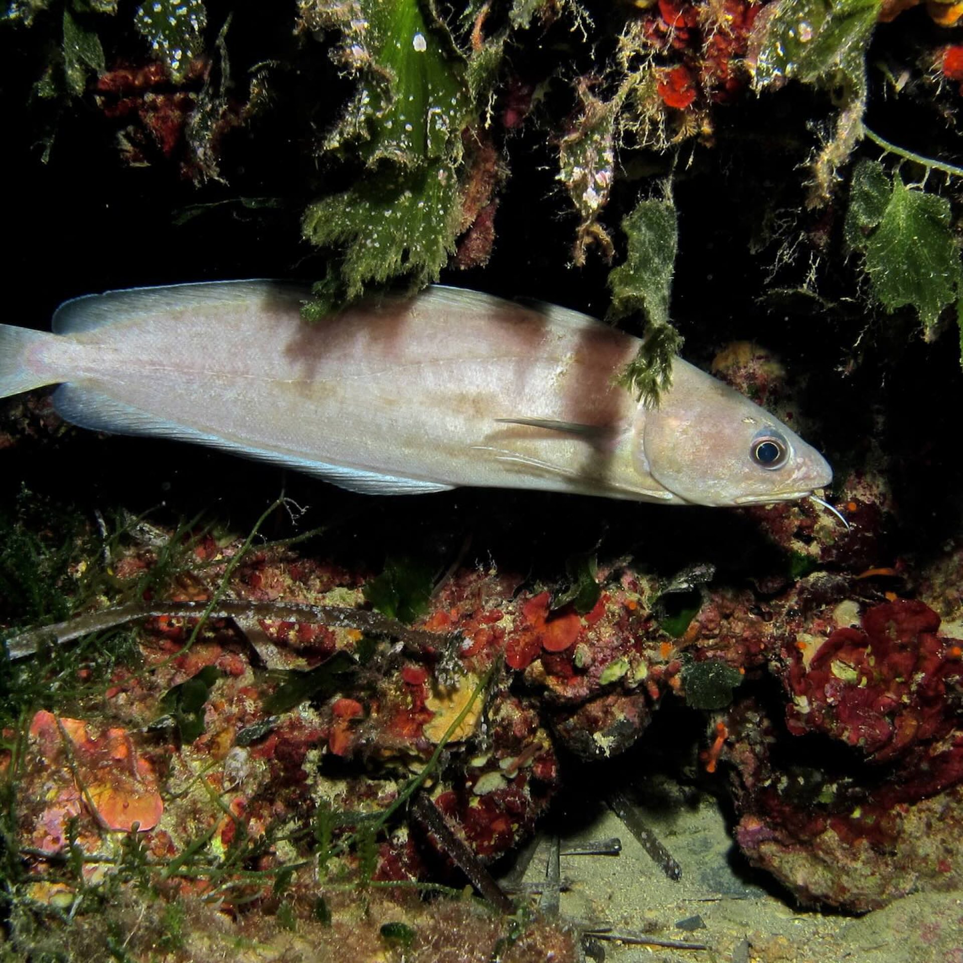 Mostella sul fondale roccioso tra alghe e sabbia, tipica fauna marina del Mar Tirreno