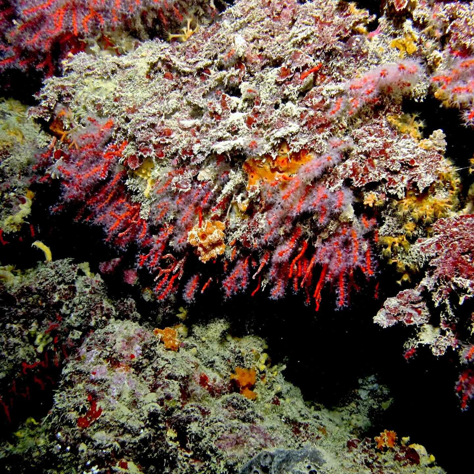 Parete rocciosa ricca di organismi filtratori e corallo rosso