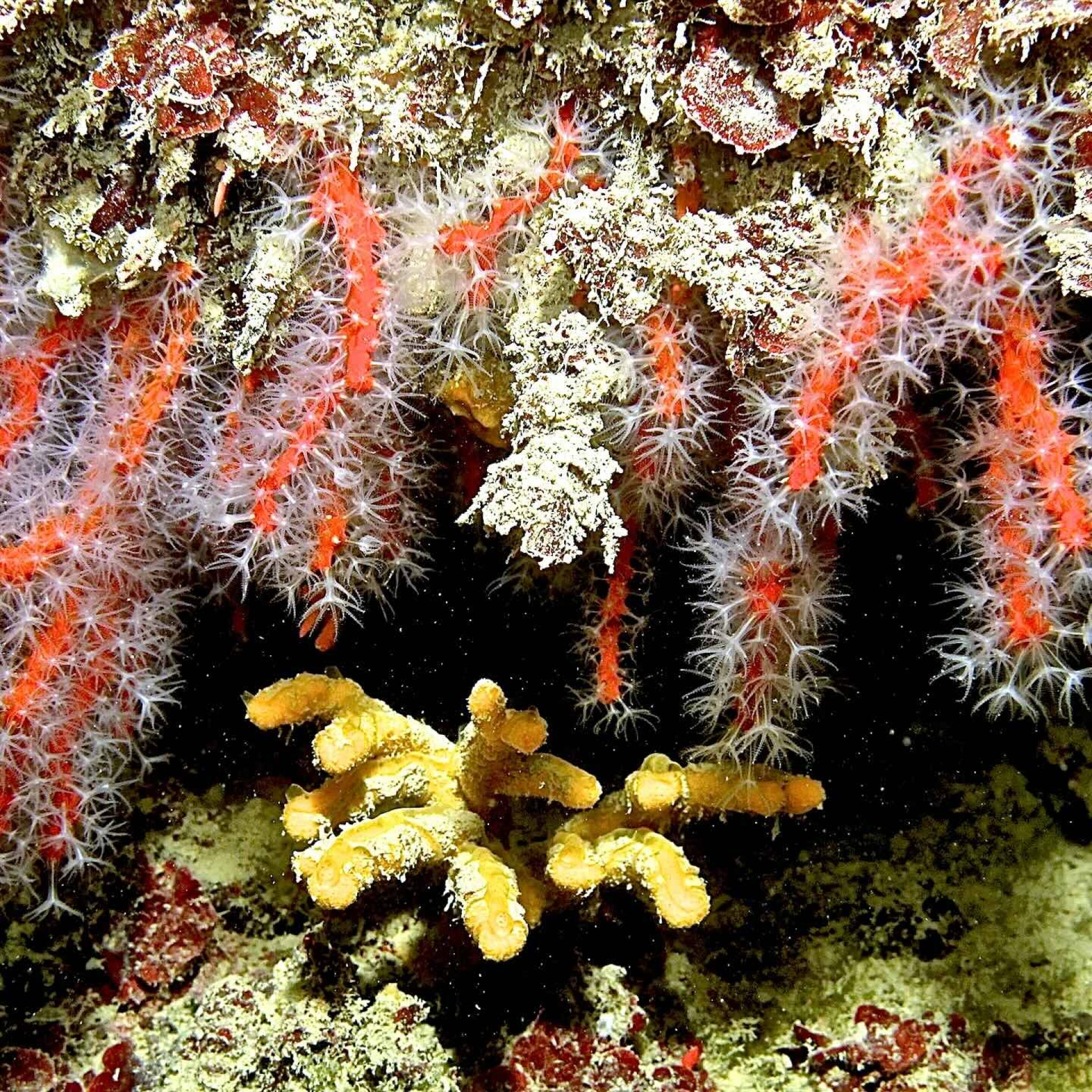 Parete rocciosa ricca di organismi filtratori e corallo rosso