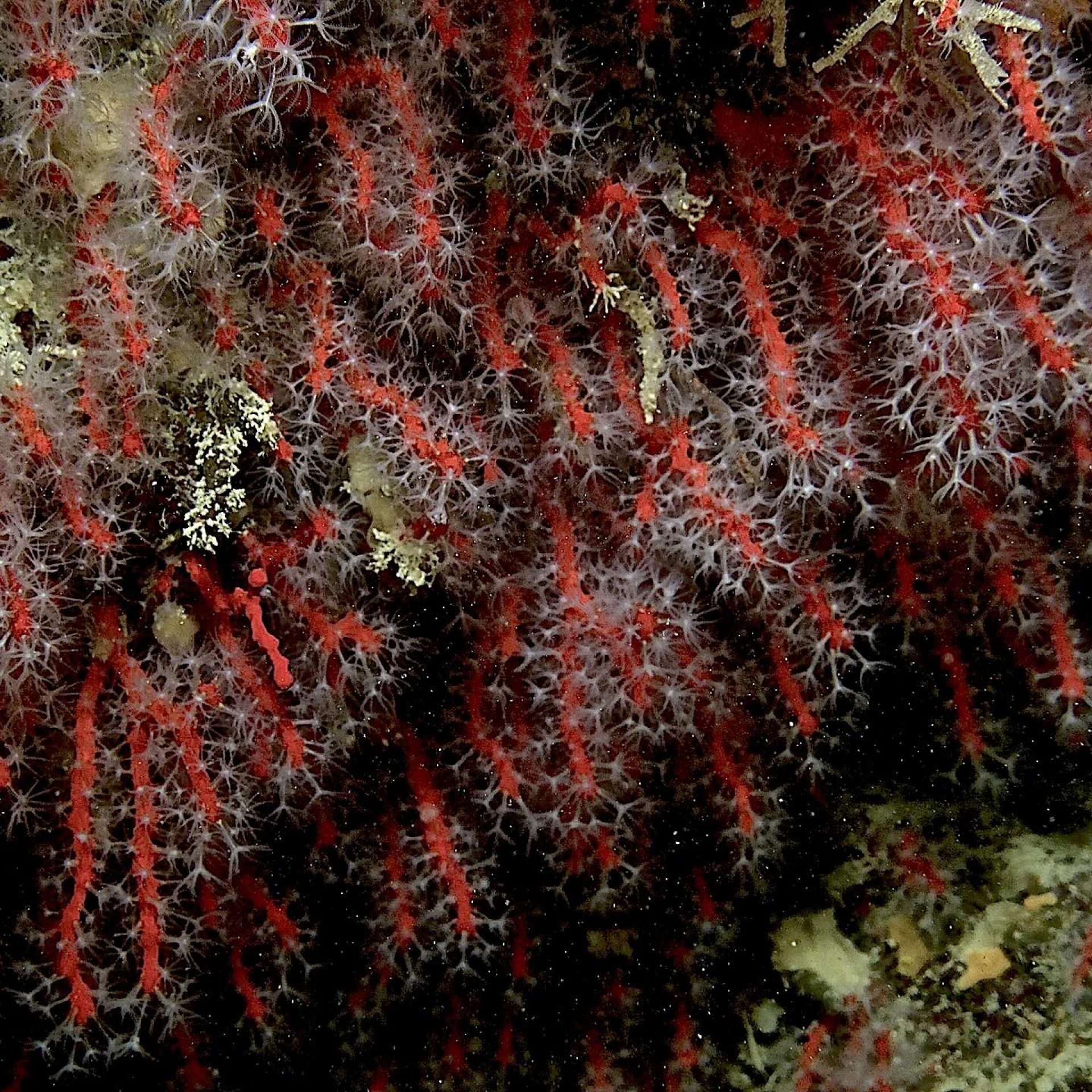 Dettaglio di corallo rosso con polipi aperti sulla parete rocciosa