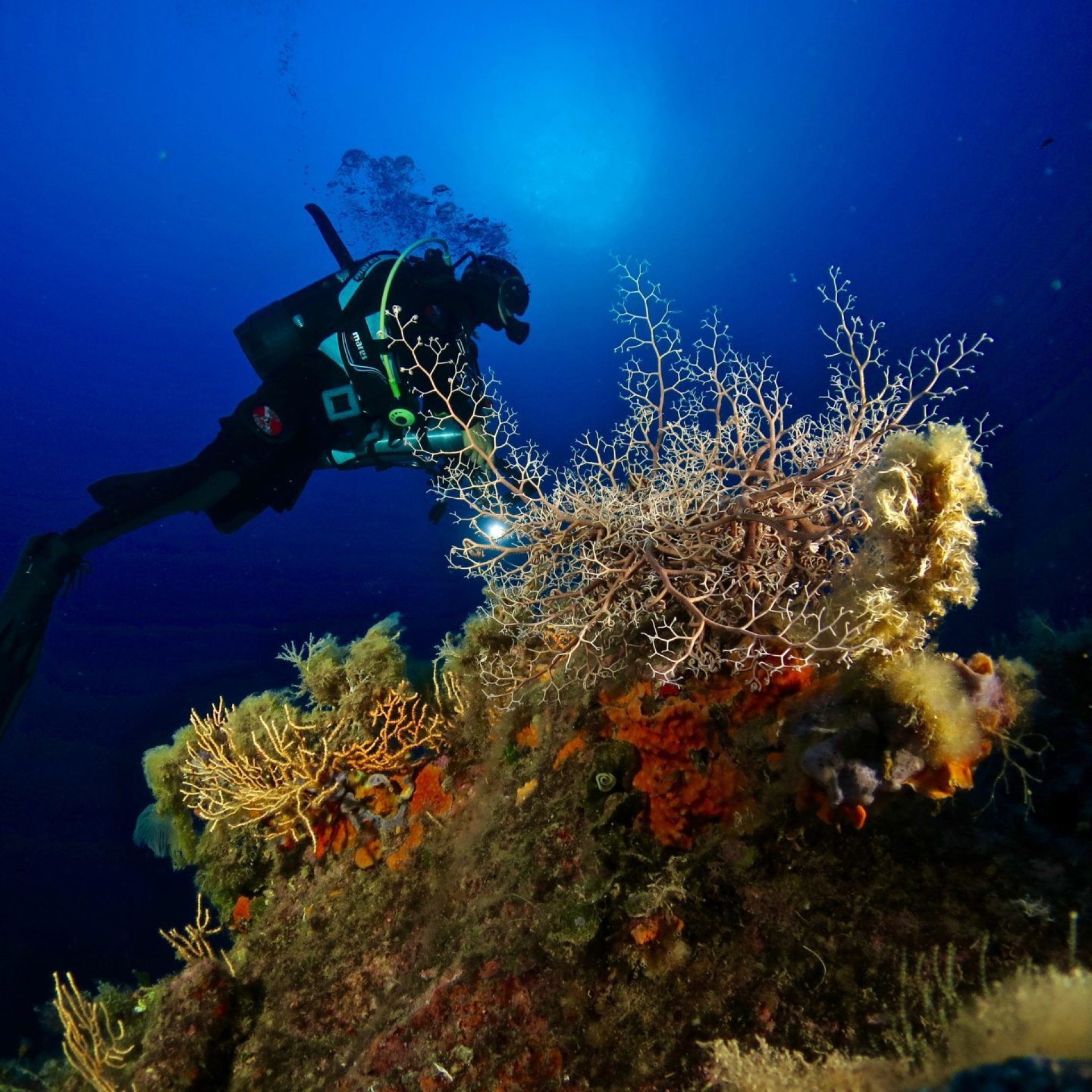 Subacqueo che fotografa gorgonie e spugne su parete rocciosa