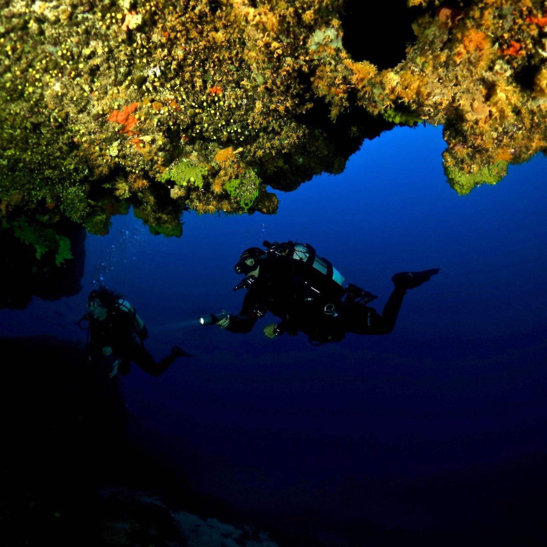 Subacquei in esplorazione sotto una parete rocciosa ricoperta di vita marina all’Isola d’Elba