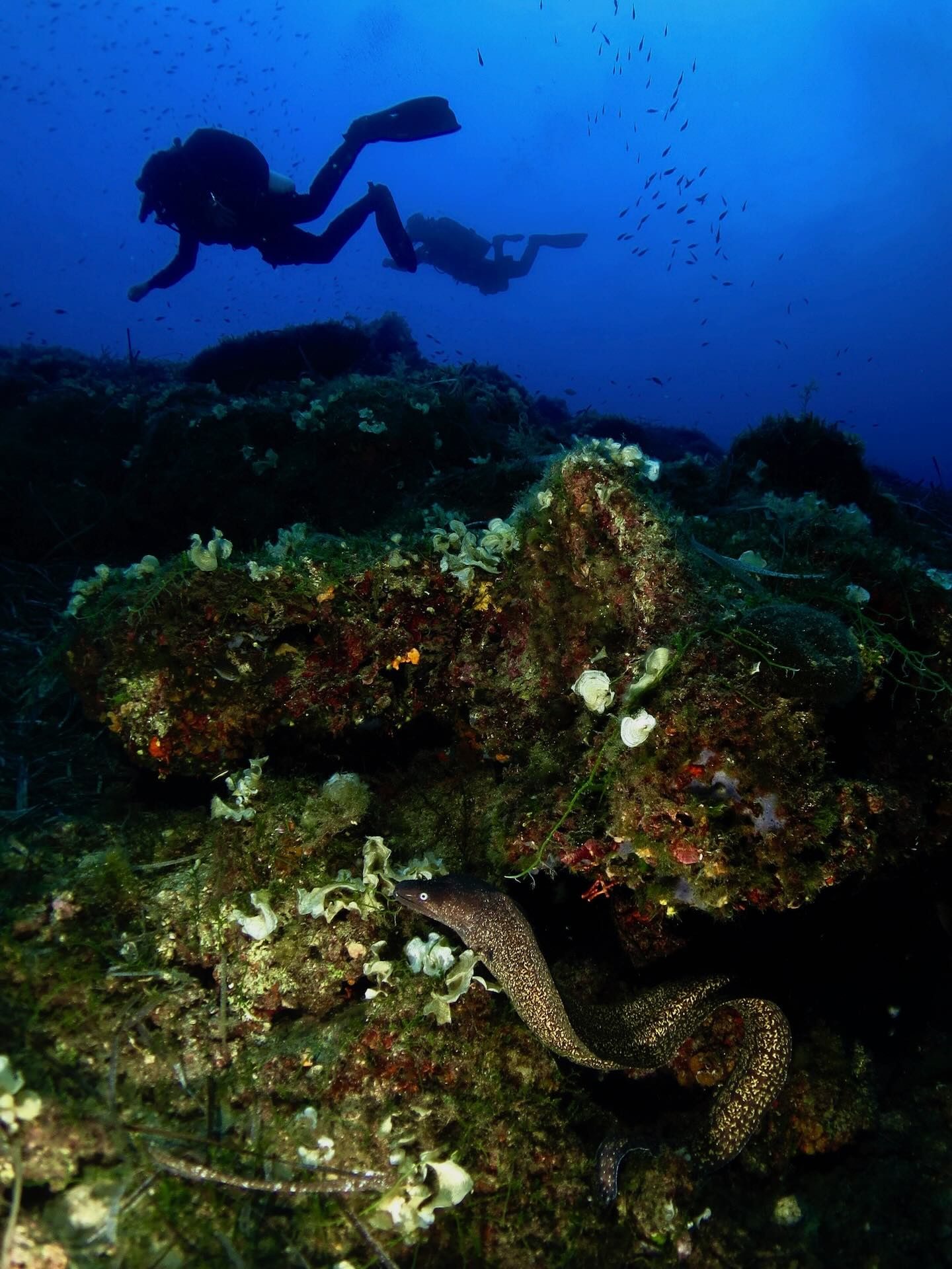 Murena mediterranea tra le rocce mentre due subacquei nuotano sullo sfondo