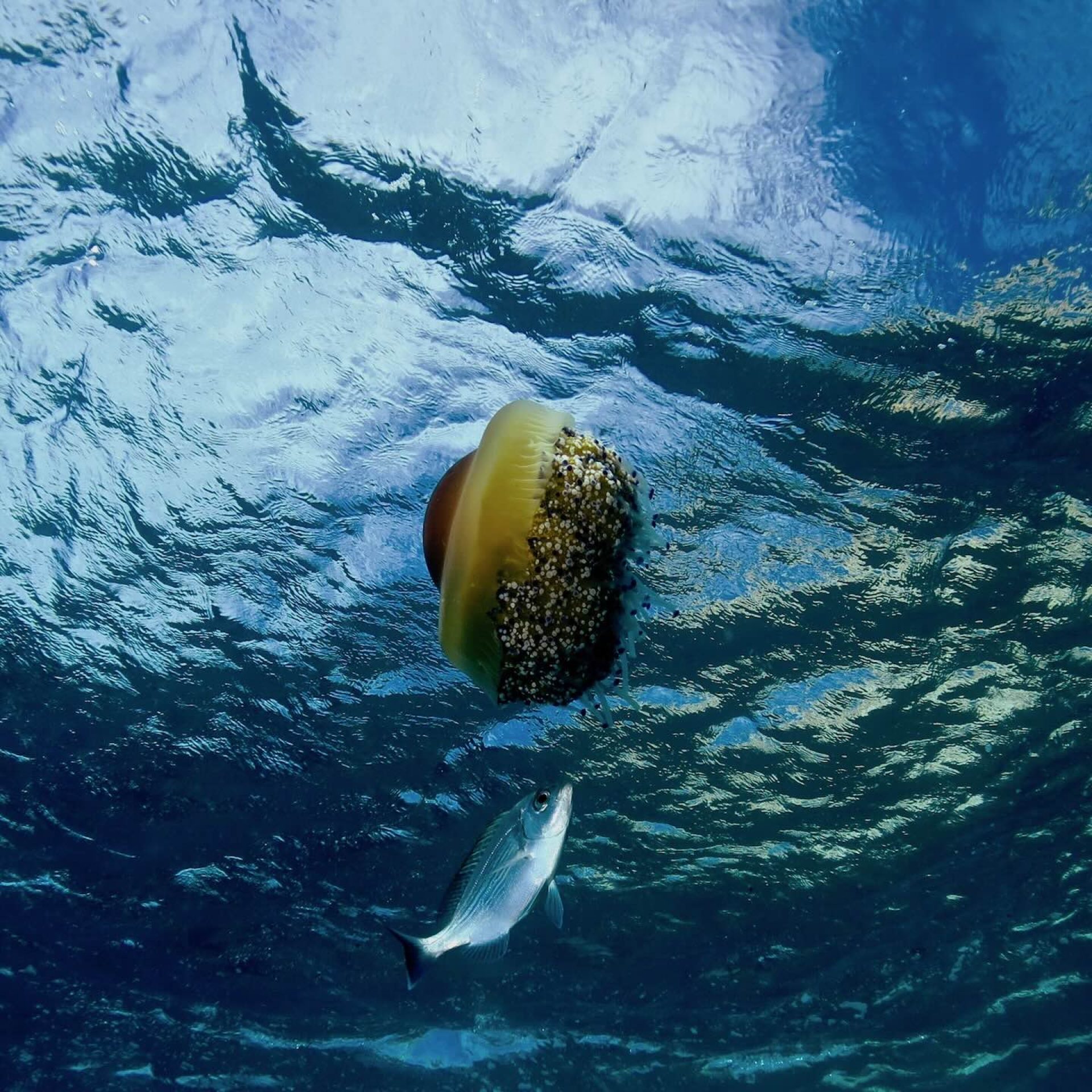 Cassiopea mediterranea vicino alla superficie con un pesce che nuota sotto