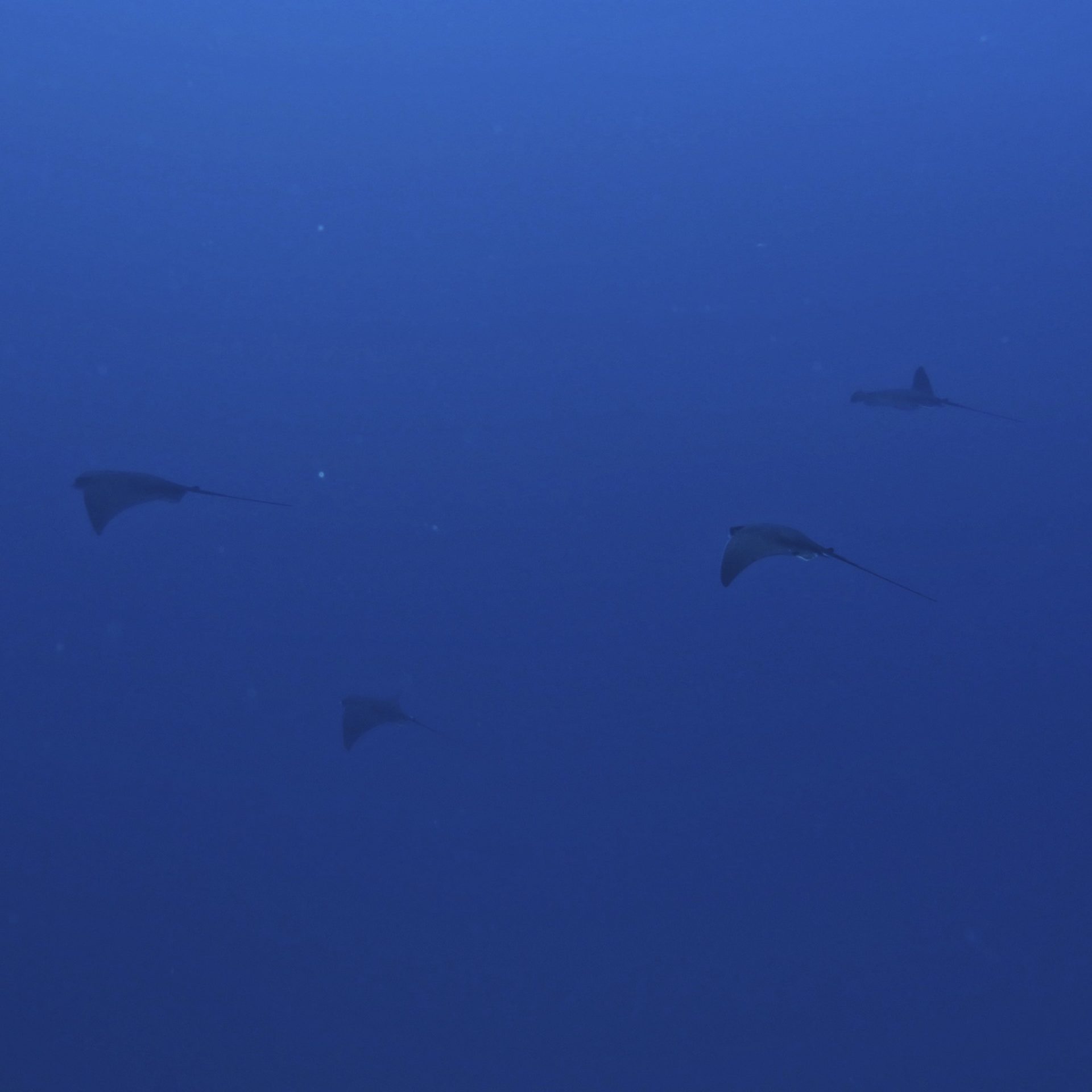 Gruppo di aquile di mare in lontananza che nuotano nel blu profondo