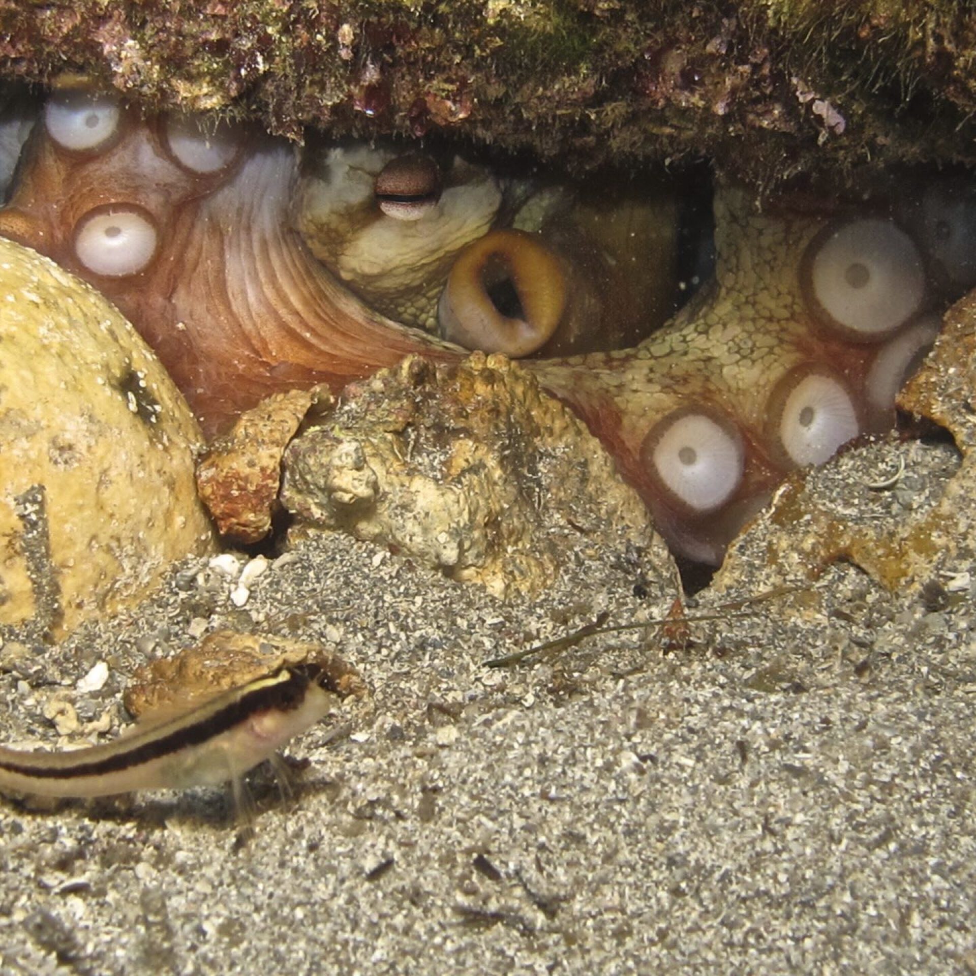 Polpo nascosto tra le rocce