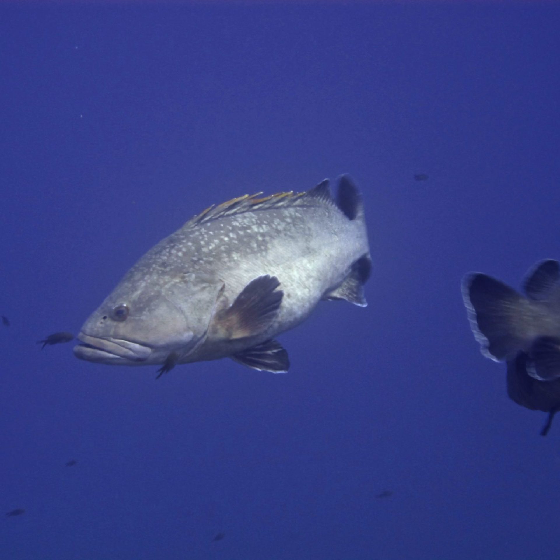 Cernia bruna adulta che nuota in mare aperto
