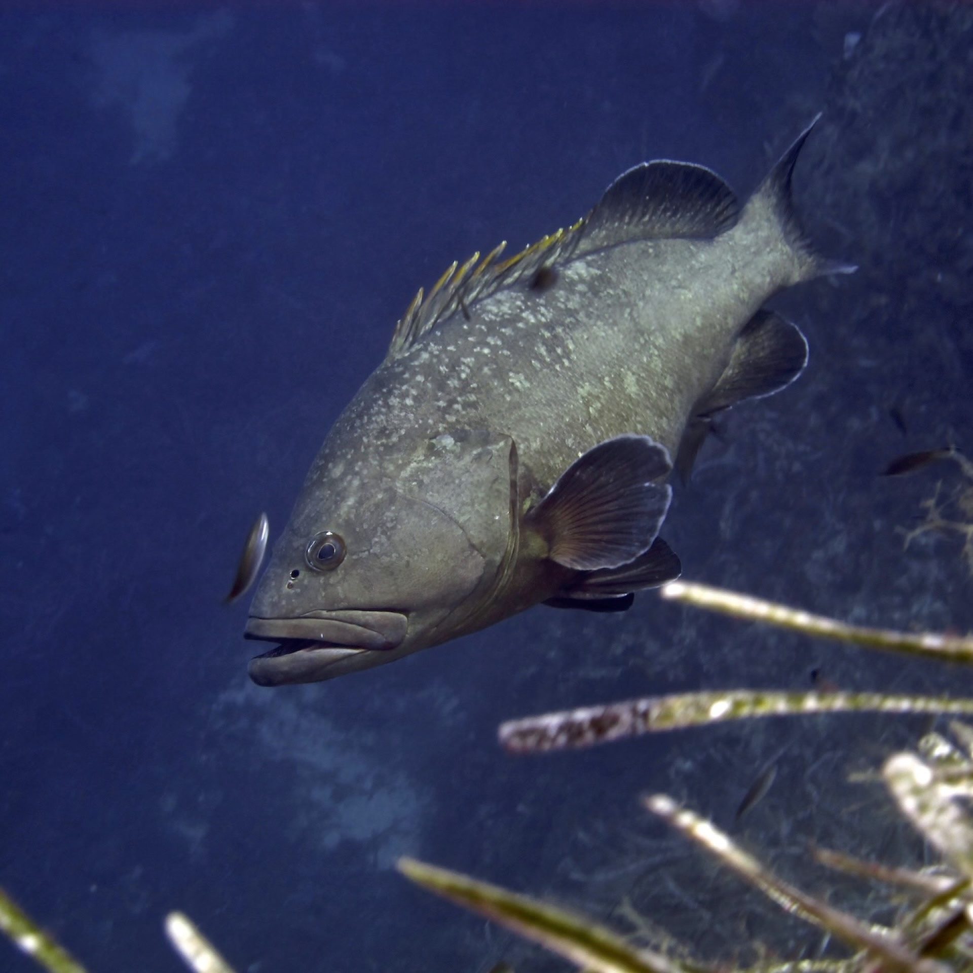 Cernia bruna che nuota in acque blu vicino alla parete